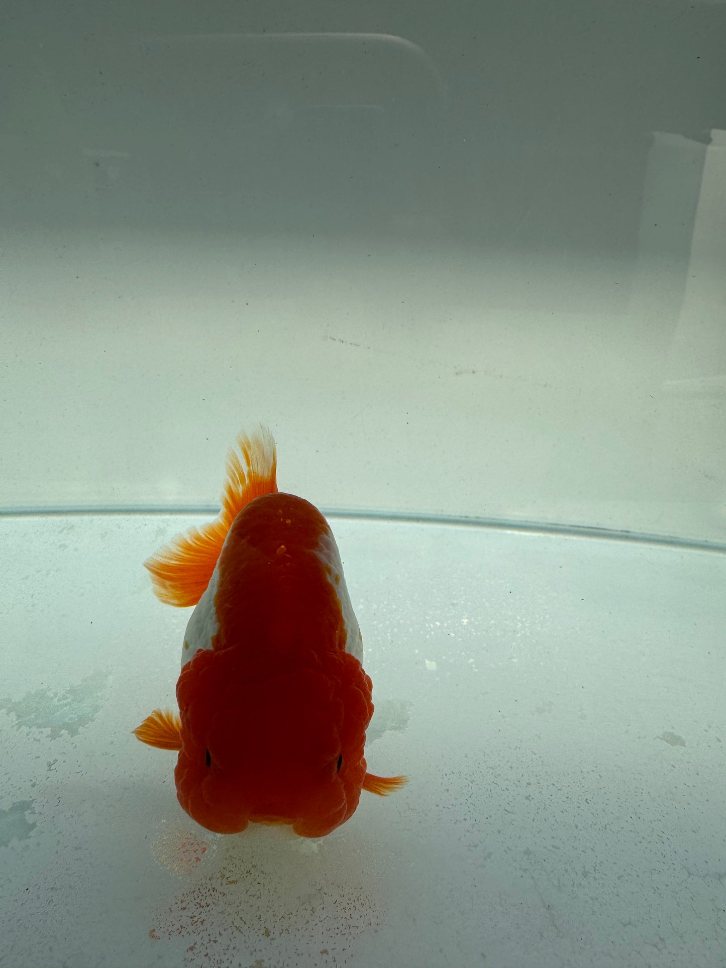 Red&white ranchu. WVF228