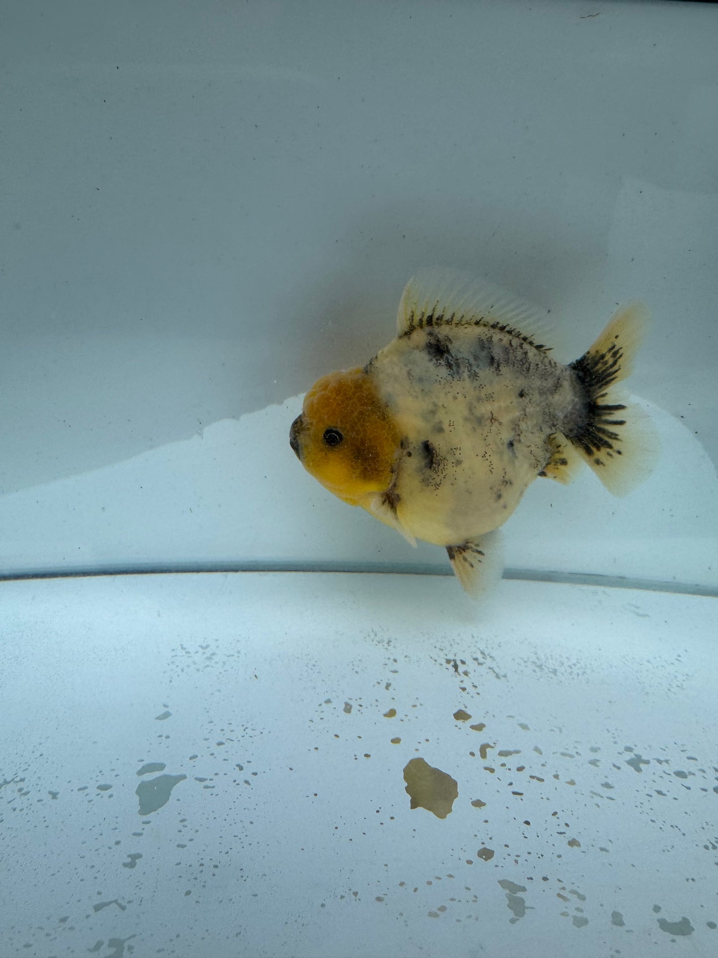 Oranda direct from Meng Lee. WVF217