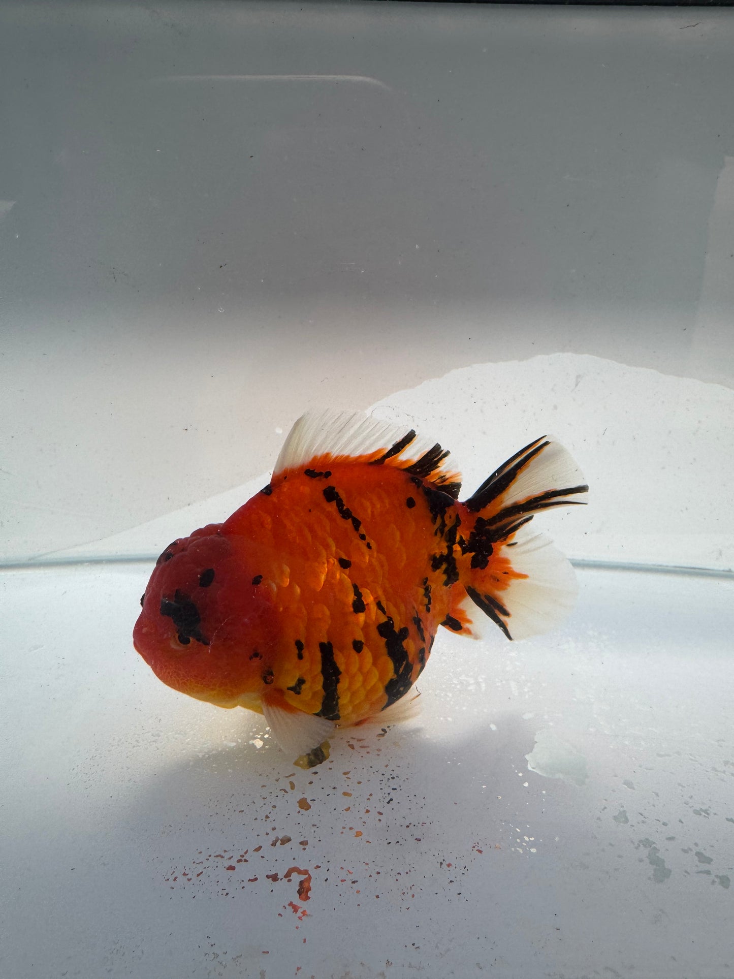 Red Tiger Oranda direct from Meng Lee. WVF212