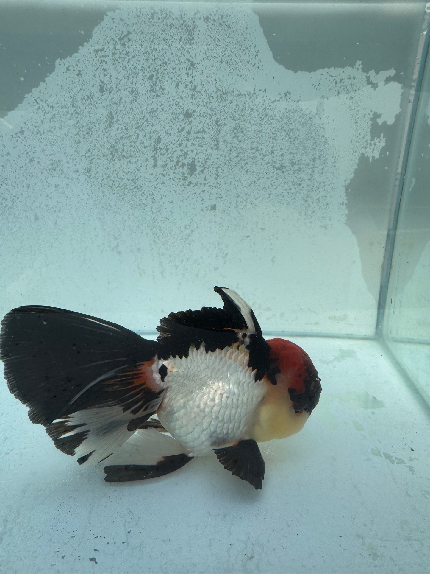 Tricolour Oranda. WVF370
