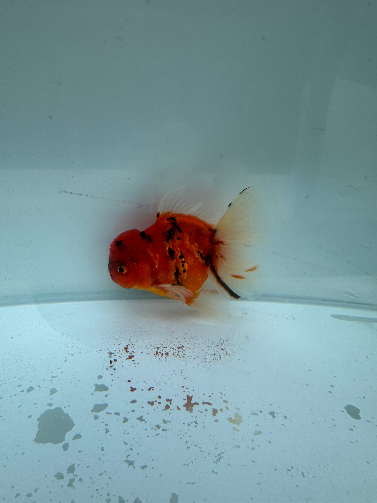 Red Tiger Oranda. WVF225