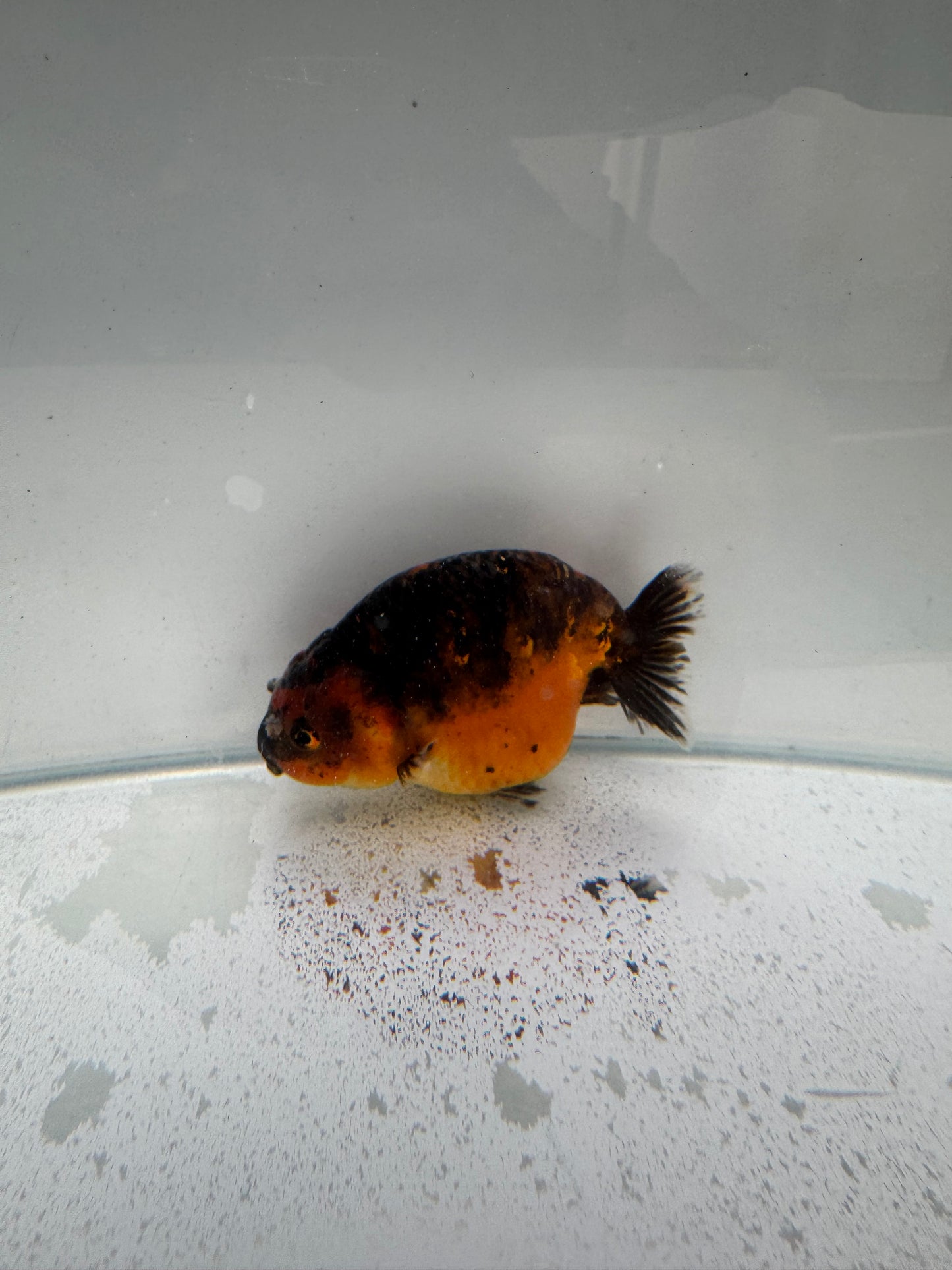 Kirin Ranchu. WVF311