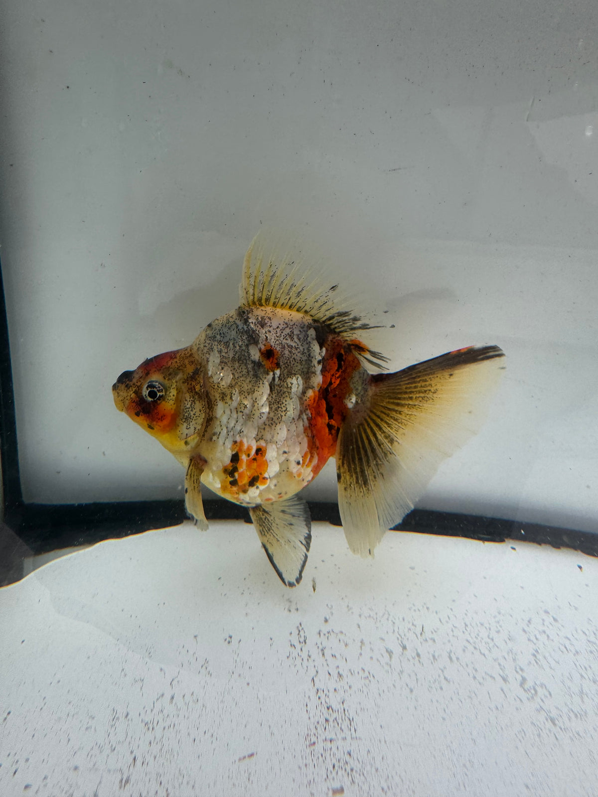 Calico broadtail Ryukin. WVF1000