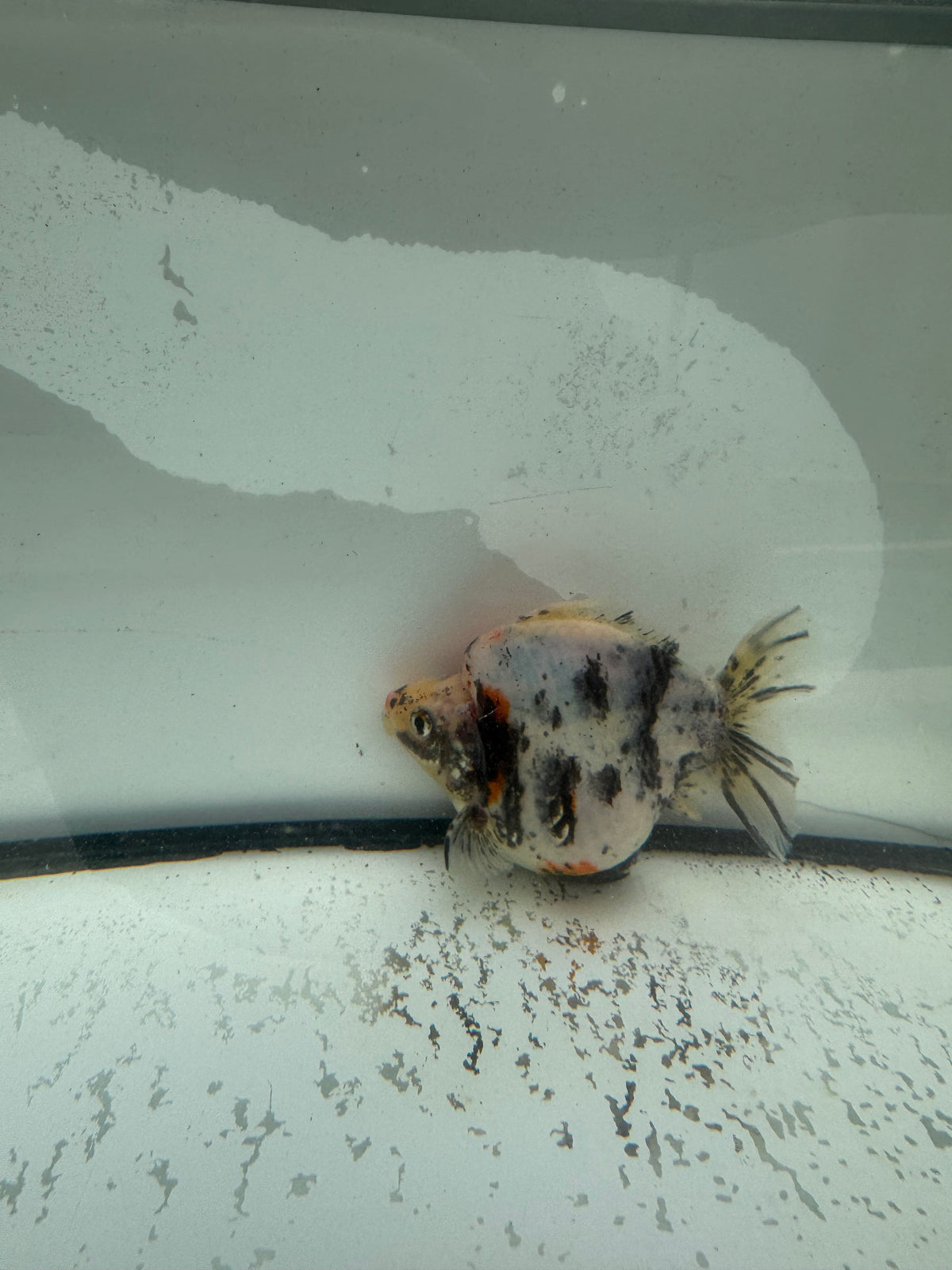 Calico Ryukin. WVF965