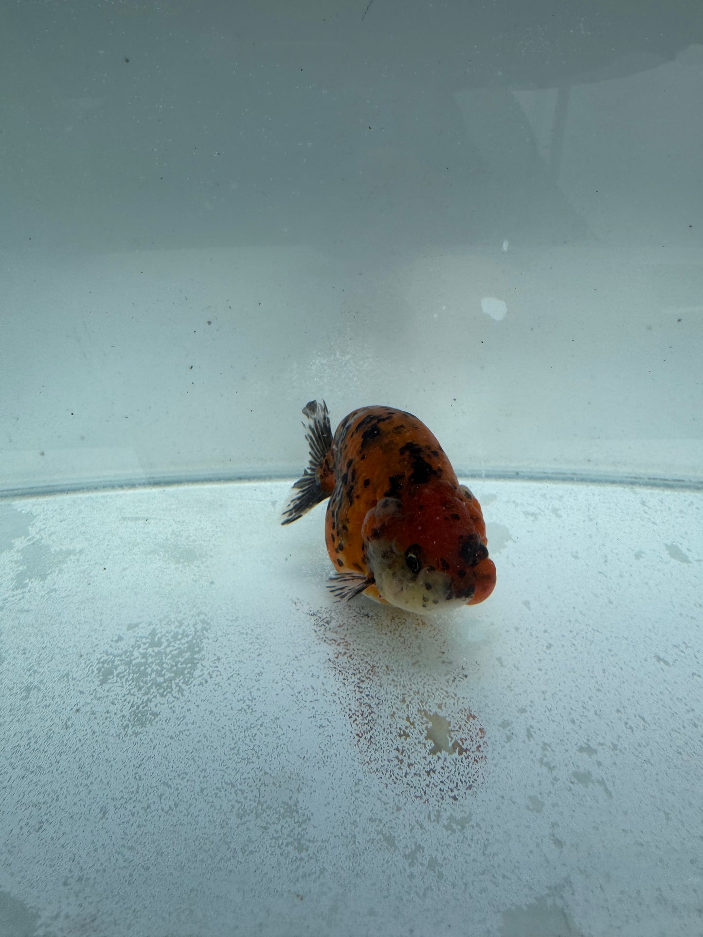 Calico Ranchu. WVF315
