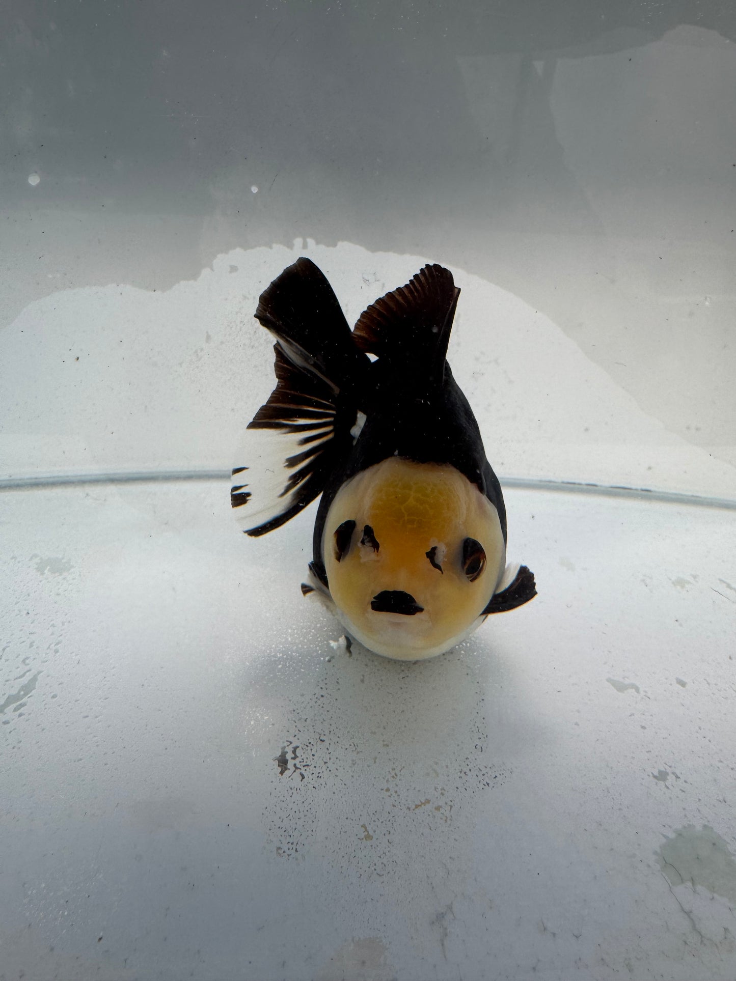 Panda Oranda. WVF323,direct from Nana goldfish farm