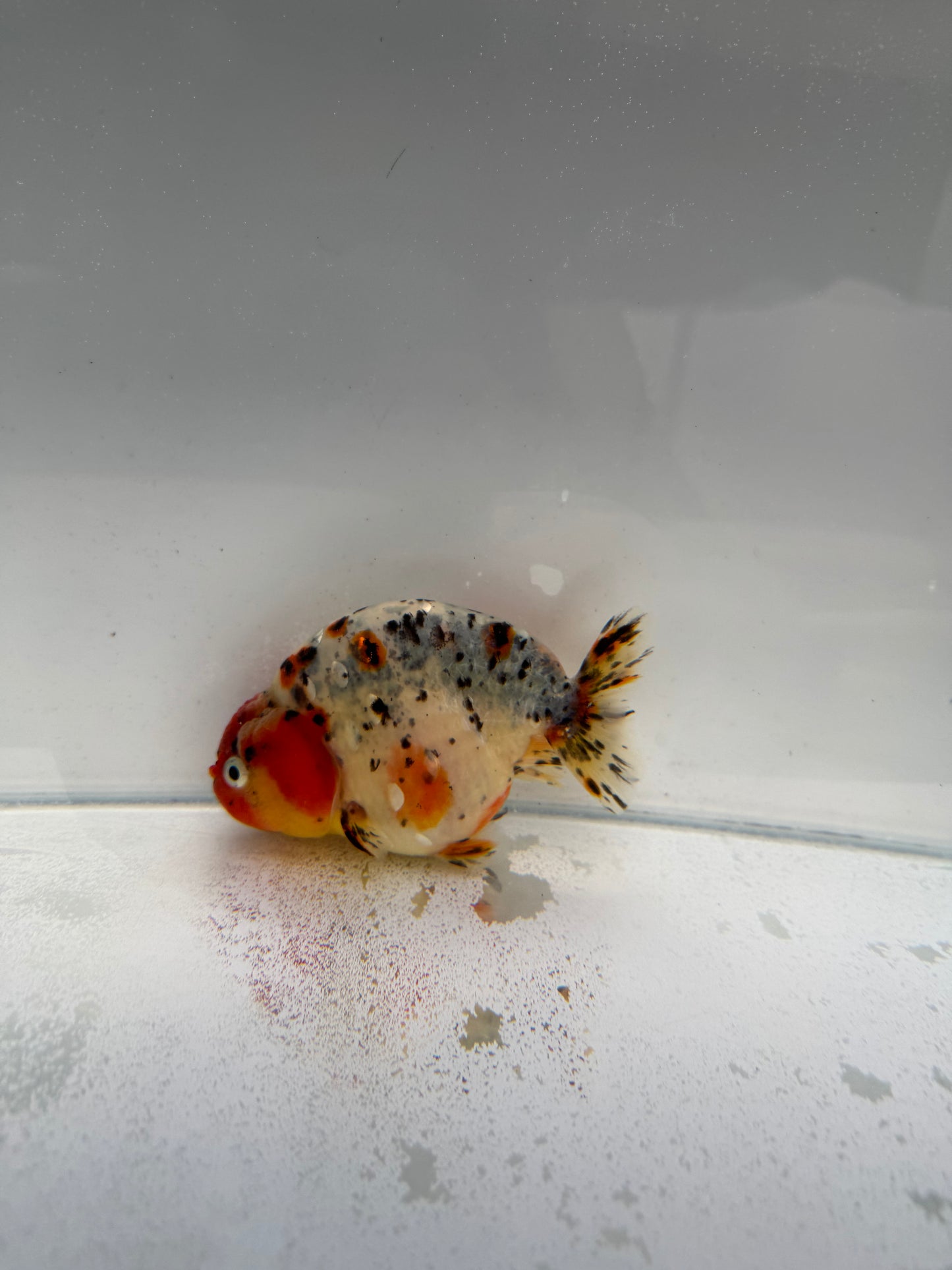 Calico Ranchu. WVF314