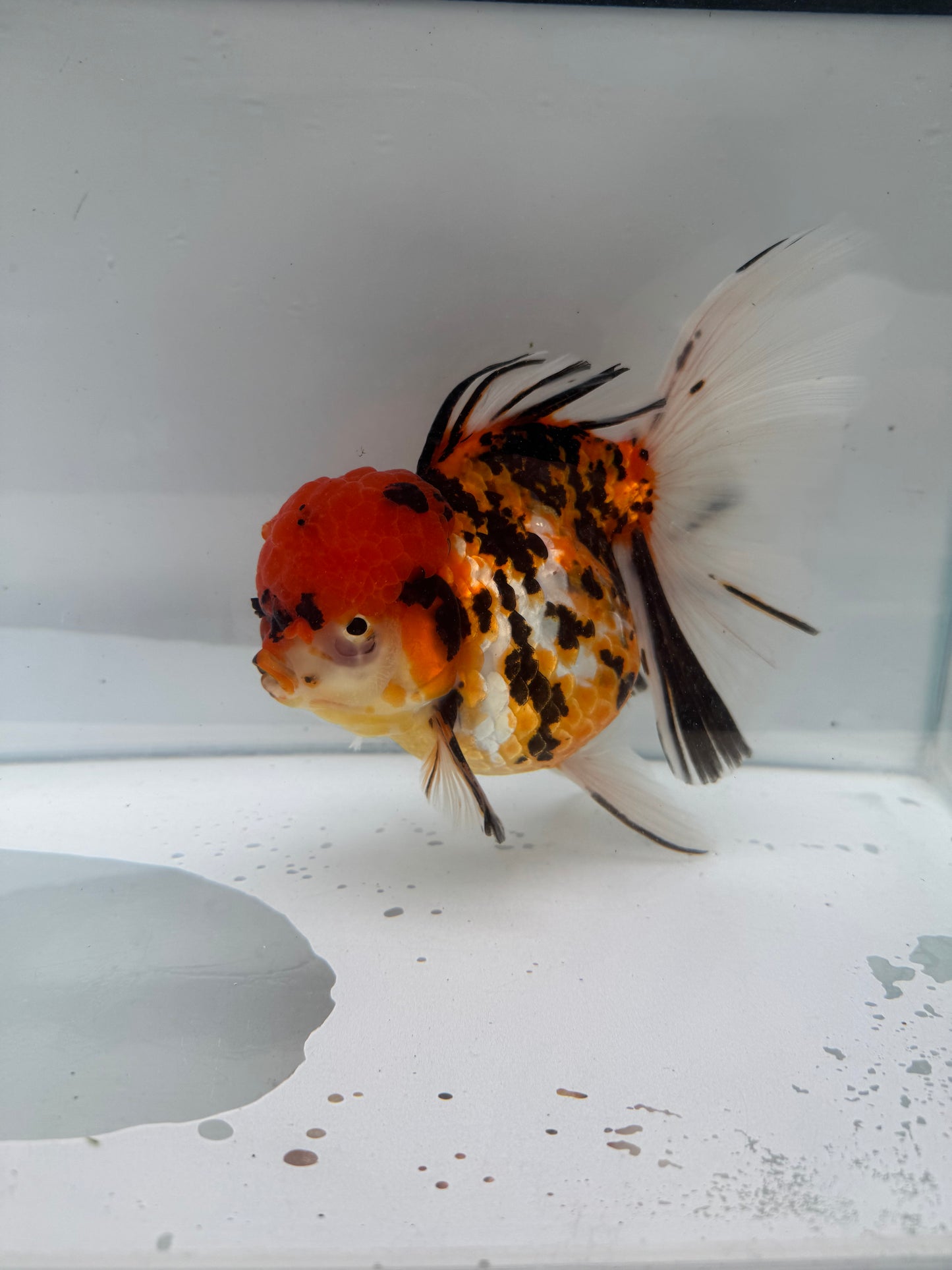 Red tiger Oranda. WVF272
