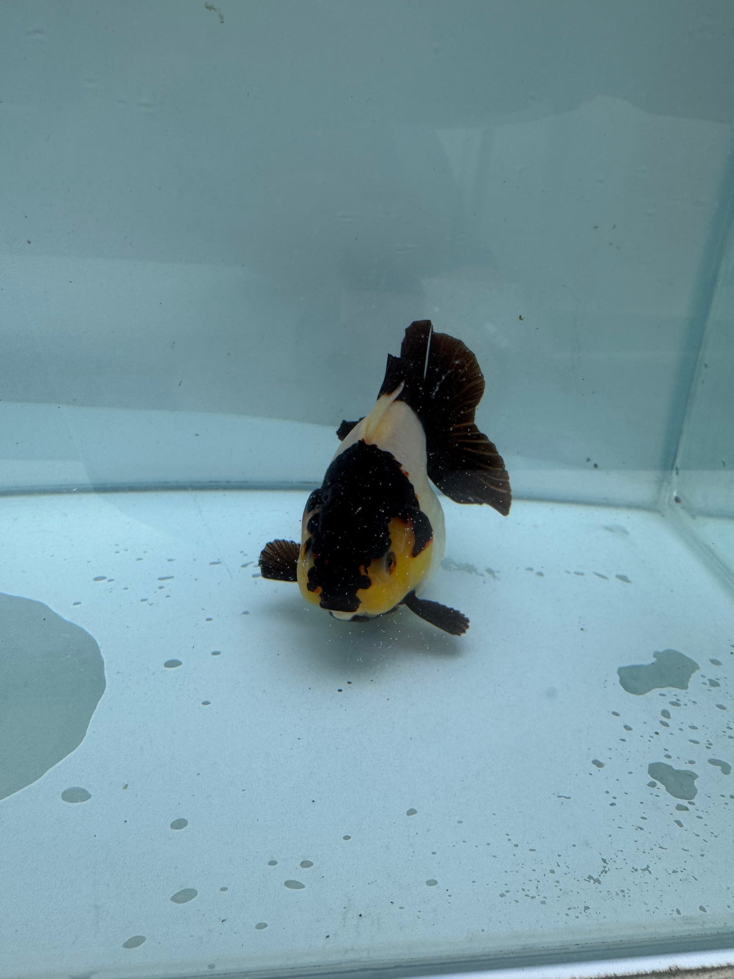 Panda/ tricolour Oranda direct from Nana Goldfish farm. WVF286