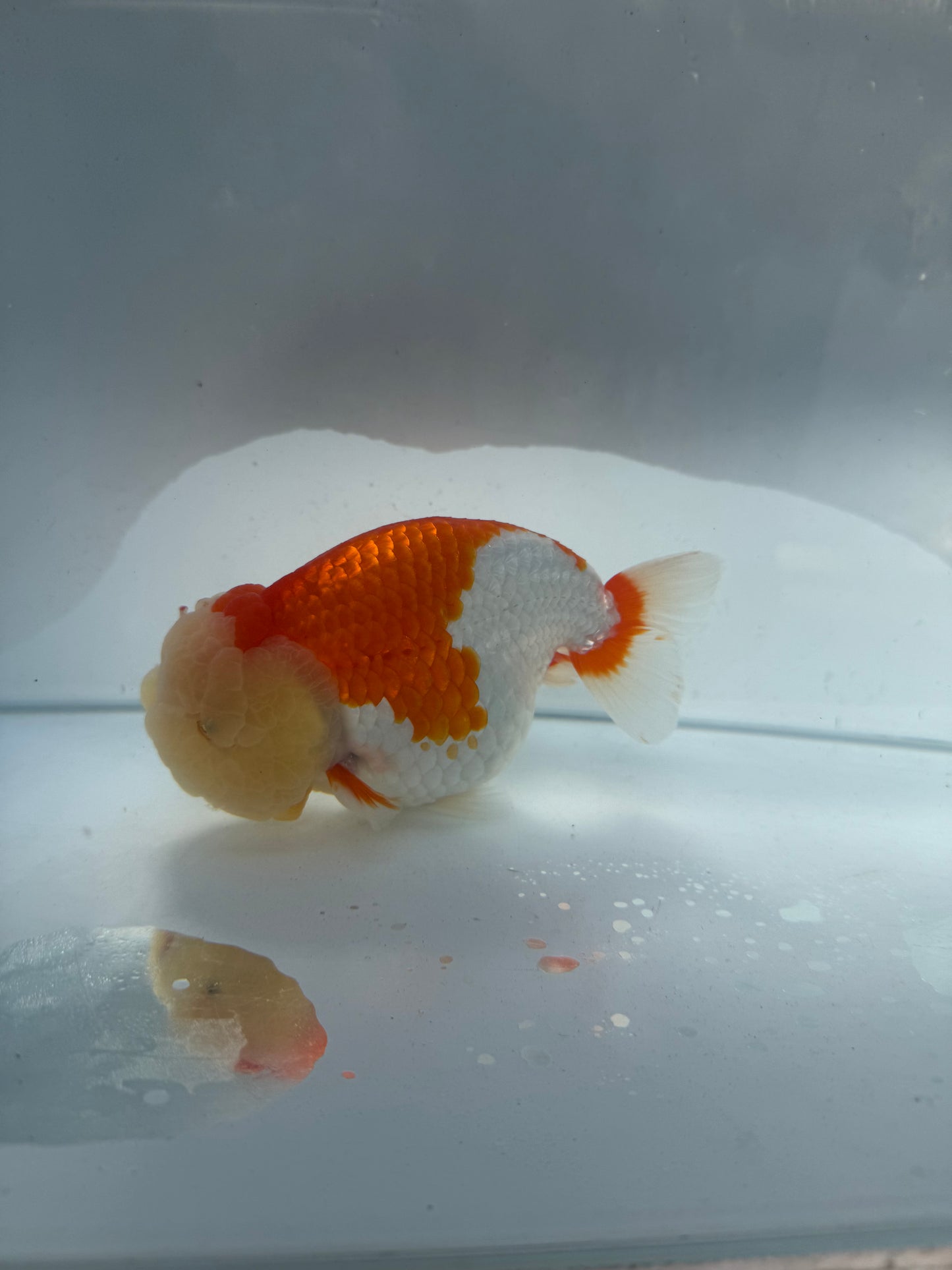 Red&white Ranchu. WVF191