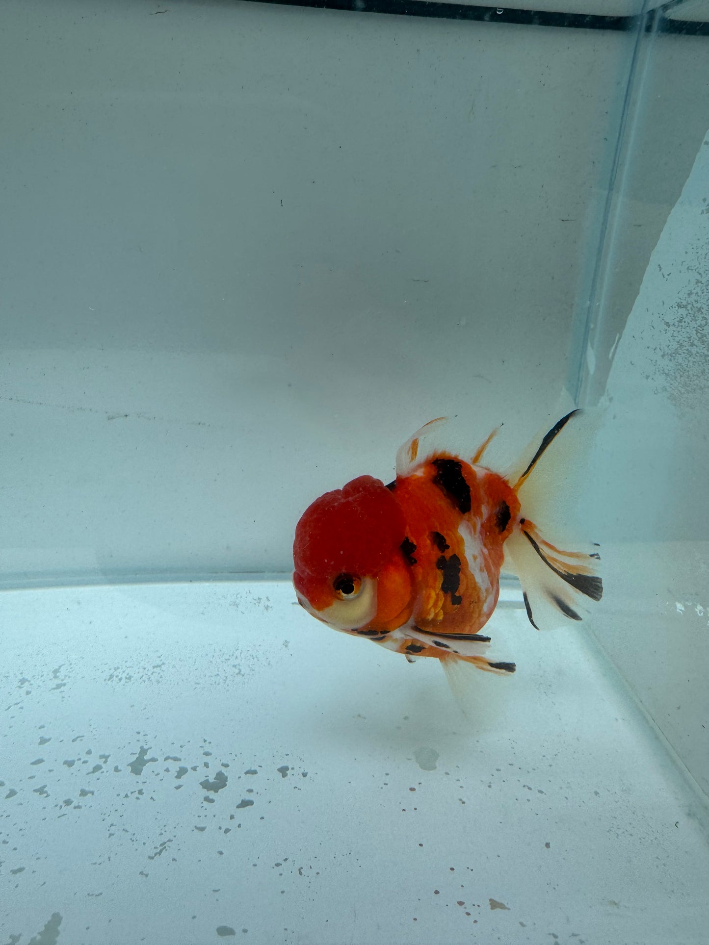 Red Tiger Calico Oranda.WVF222