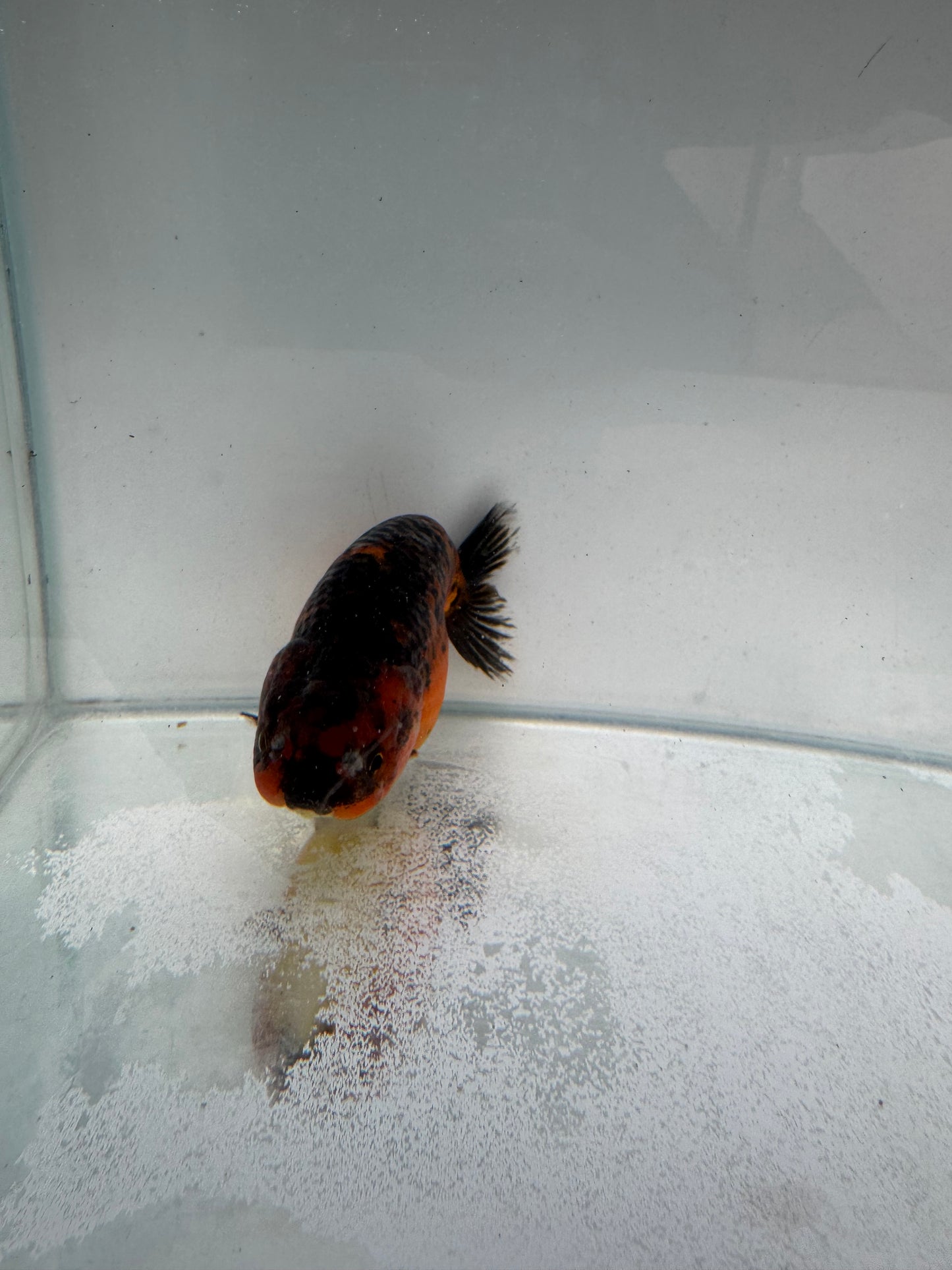 Kirin Ranchu. WVF311