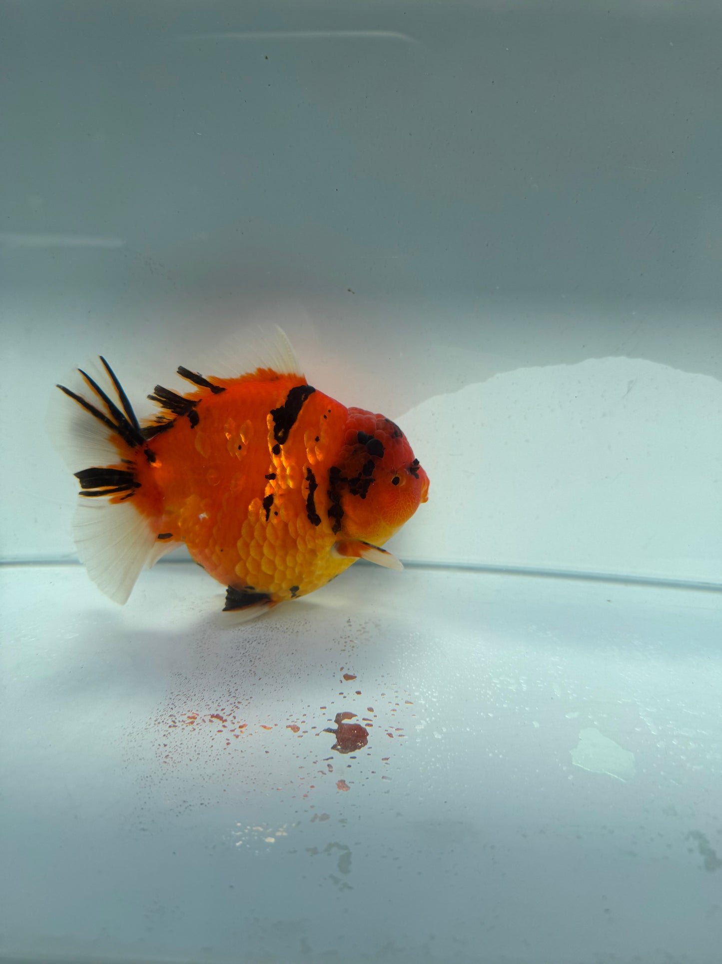 Red Tiger Oranda direct from Meng Lee. WVF212