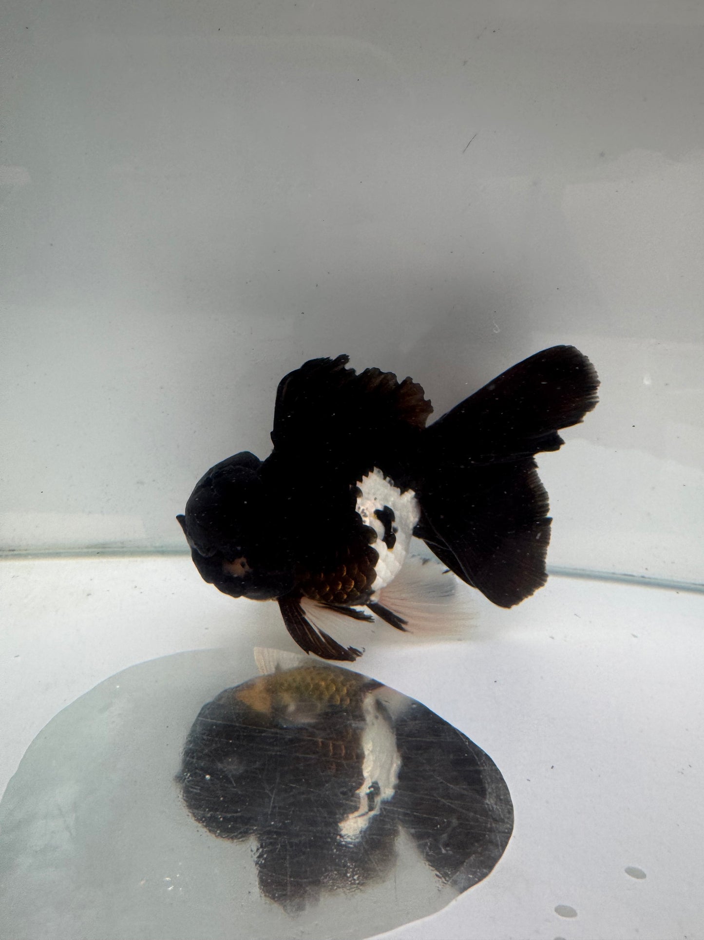Panda/ Tricolour Oranda. WVF294