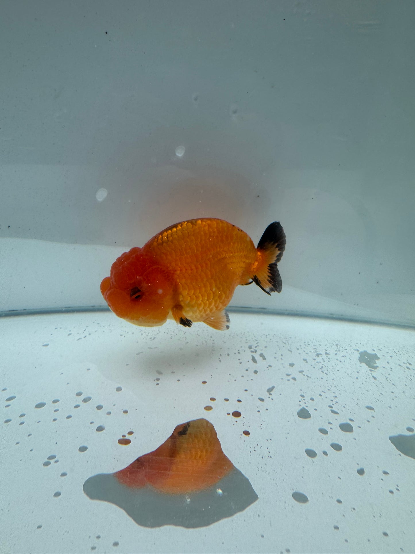 Red Ranchu. WVF085