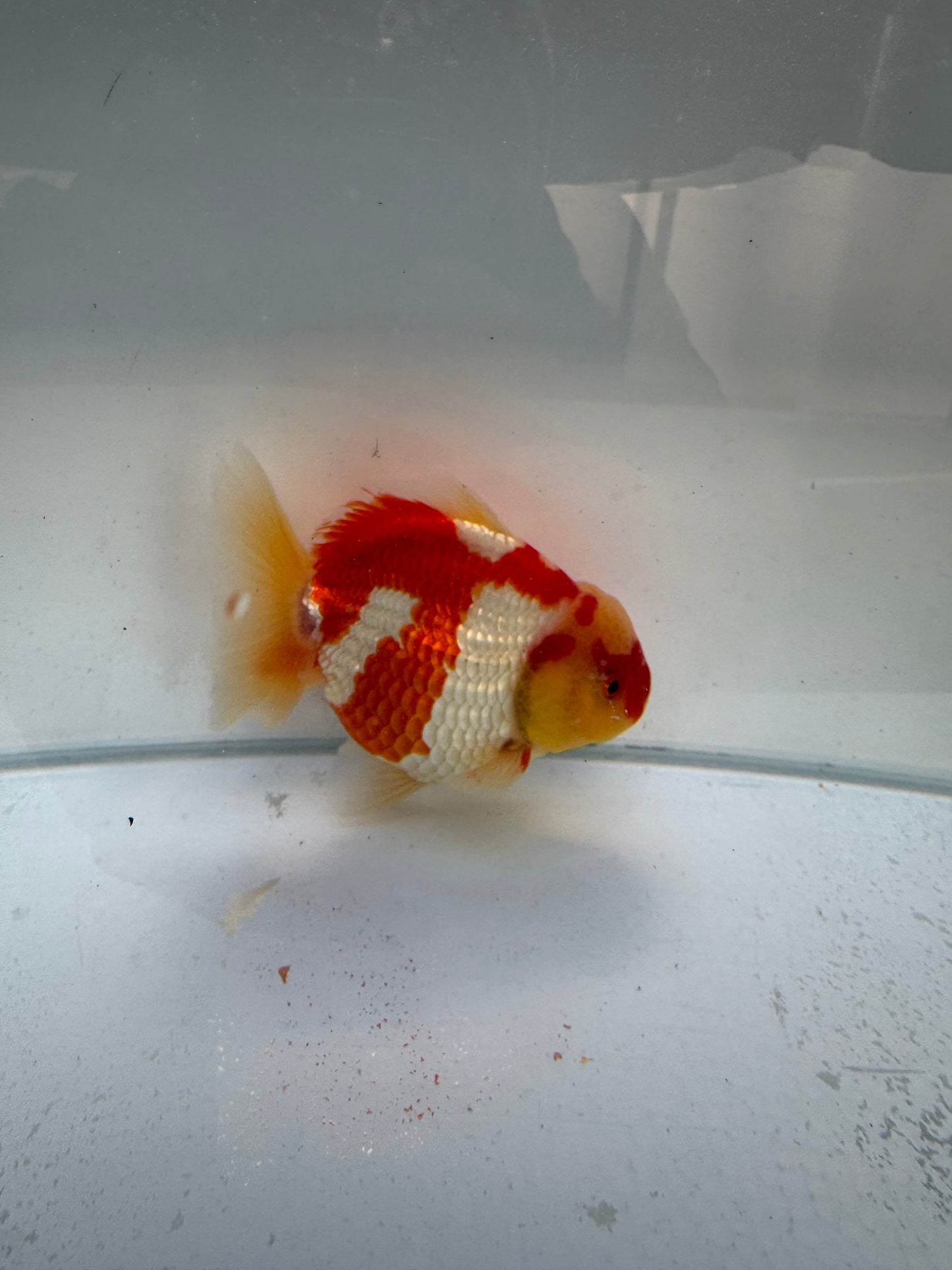 Red&white Oranda. WVF330
