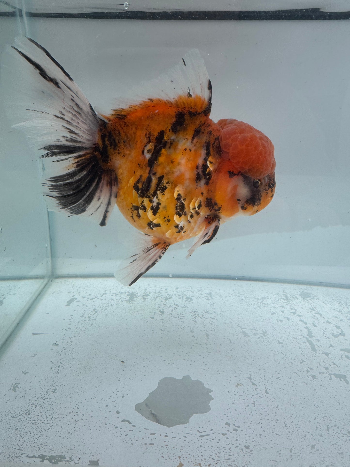 Red tiger calico Oranda. WVF123