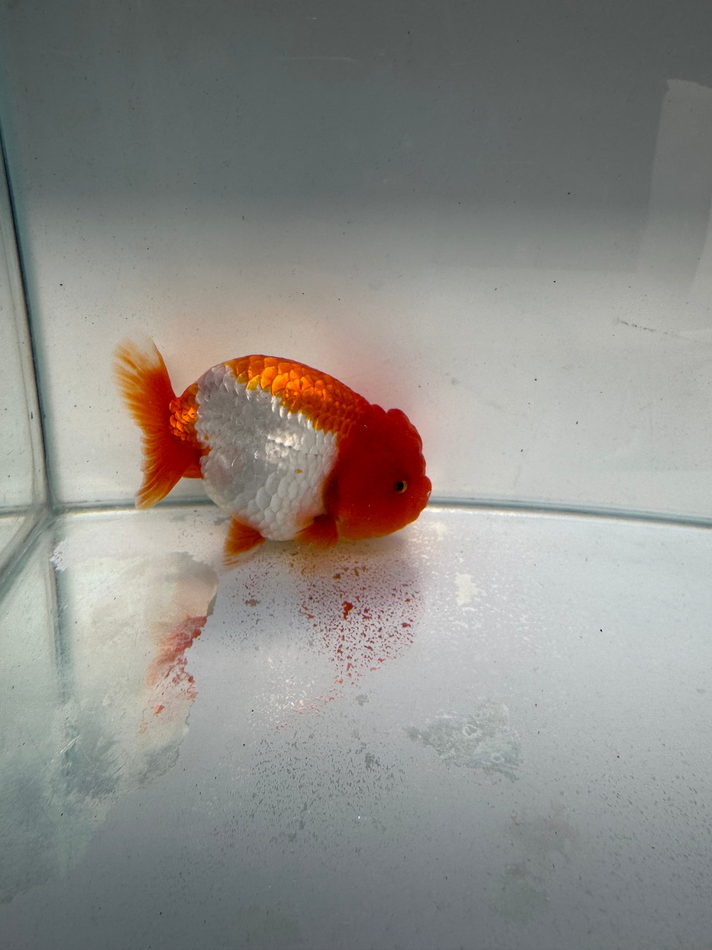 Red&white ranchu. WVF228