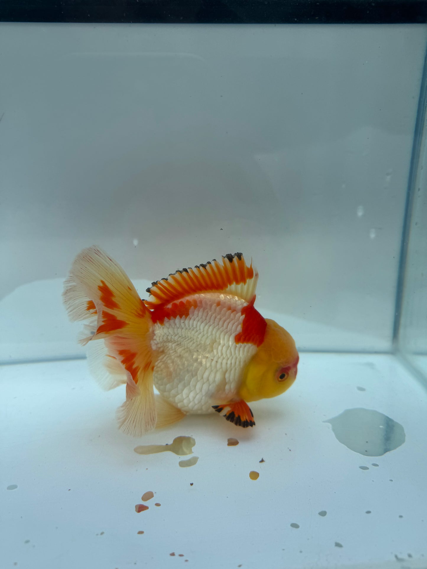 Red&white Oranda. WVF295