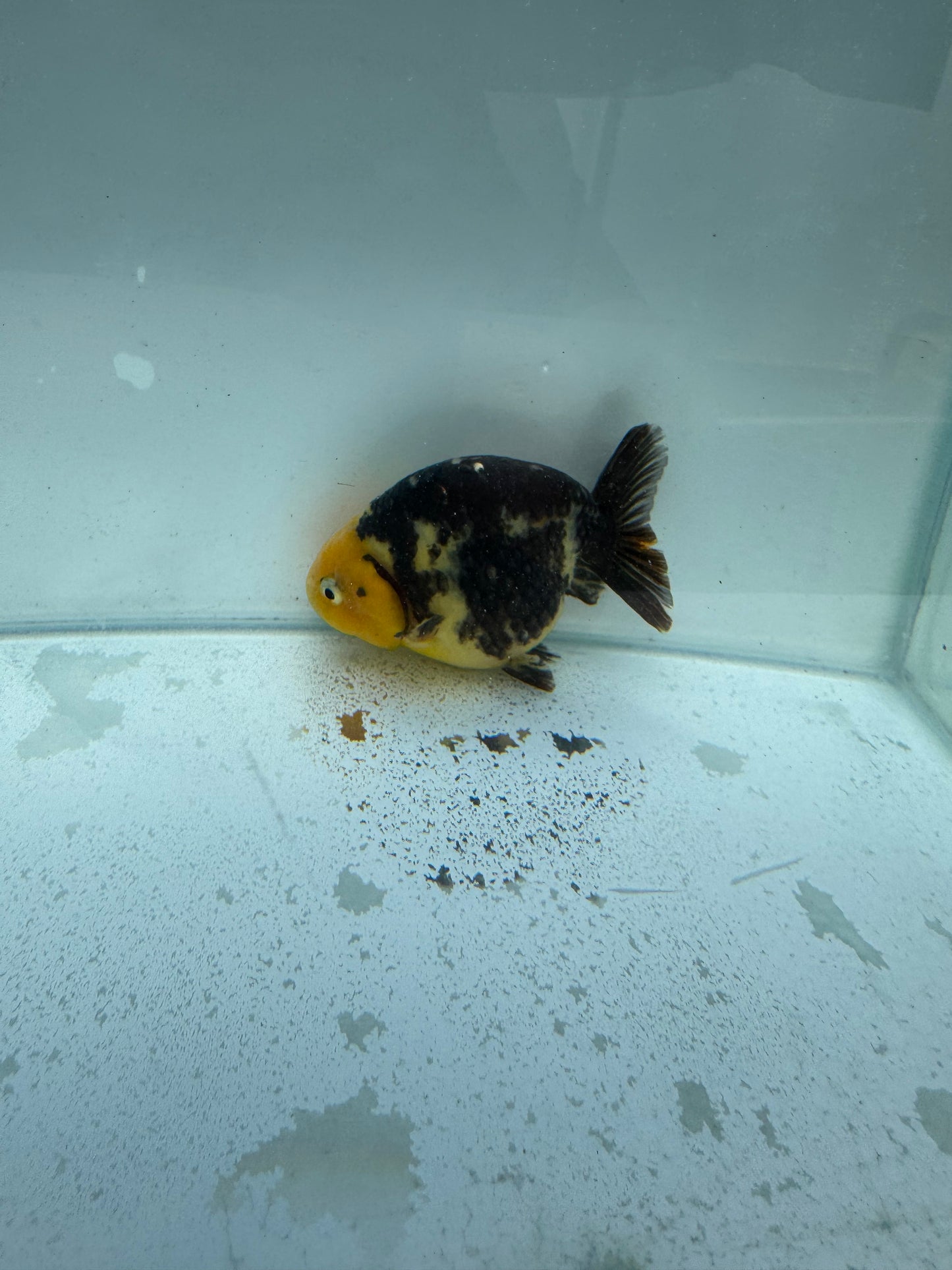 Cow Ranchu. WVF312.