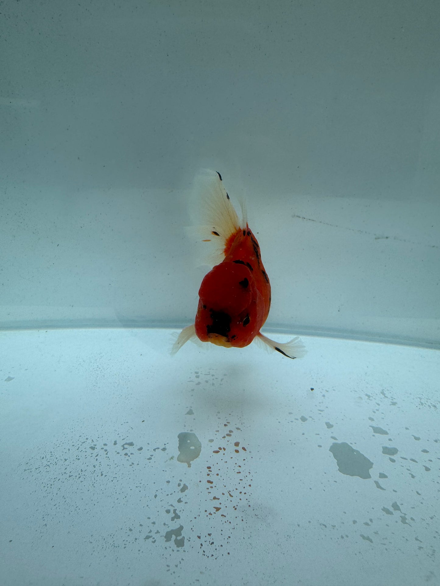 Red Tiger Oranda. WVF225