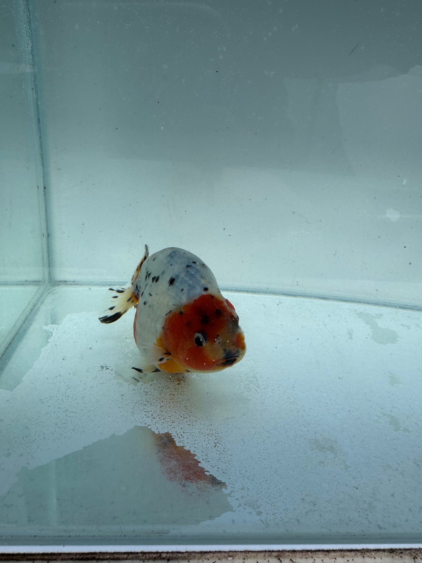 Calico Ranchu. WVF316
