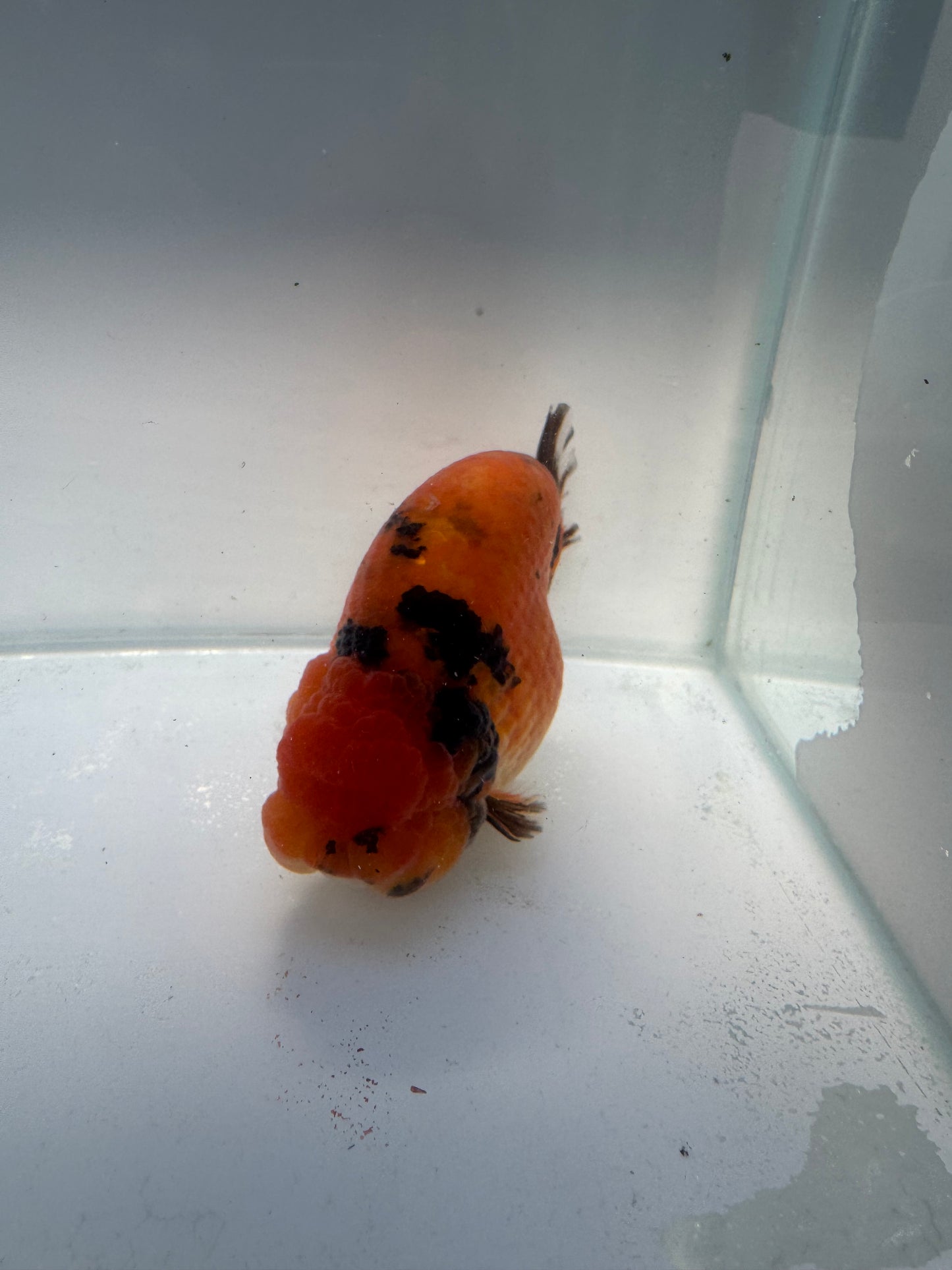 Red Tiger Ranchu. WVF169,Direct from Meng Lee