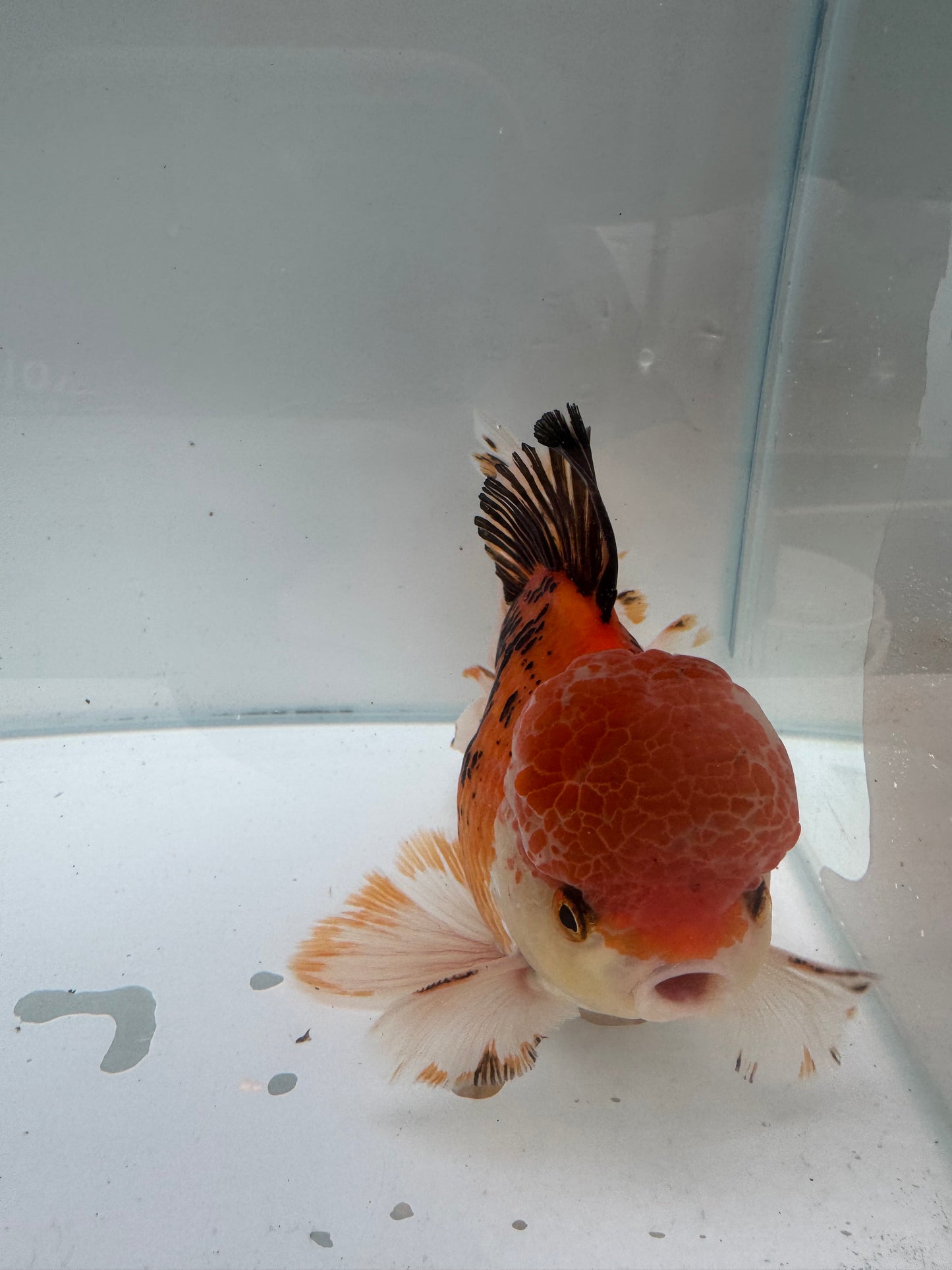 Tricolour Oranda. WVF291