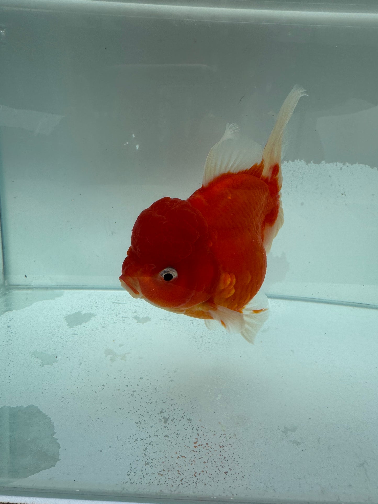 Sakura Oranda. WVF343