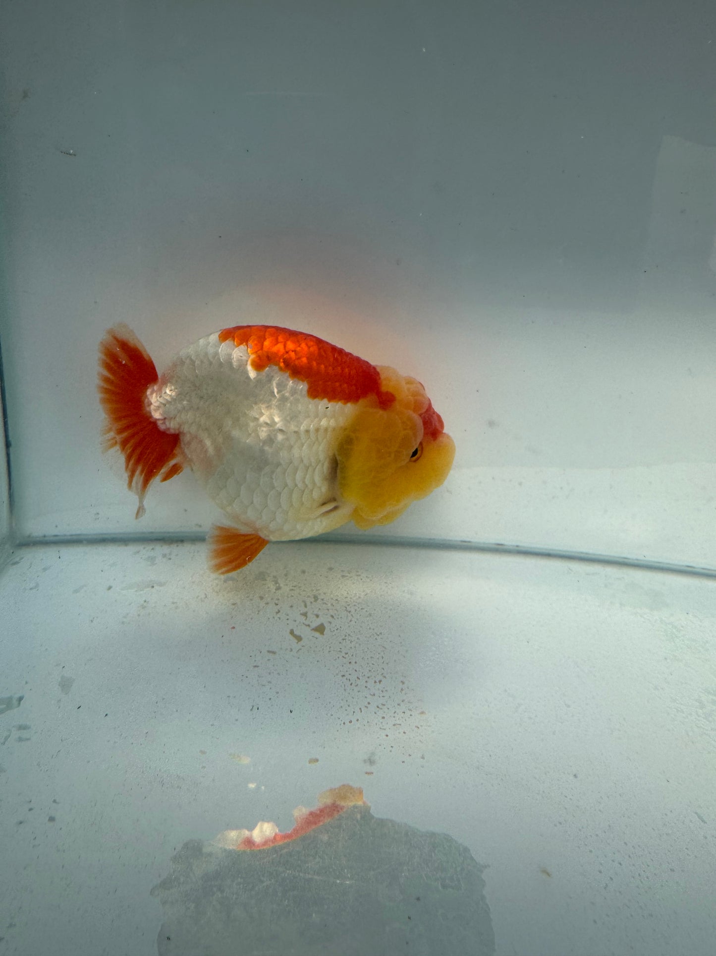 Red&white Ranchu. WVF105