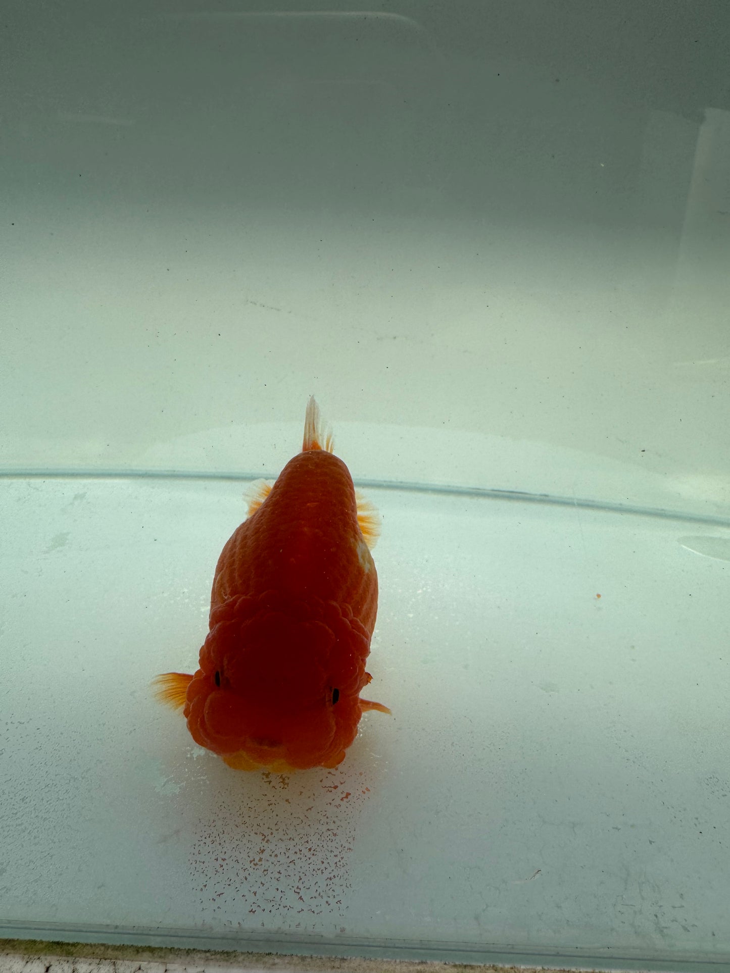 Red&white Ranchu. WVF235