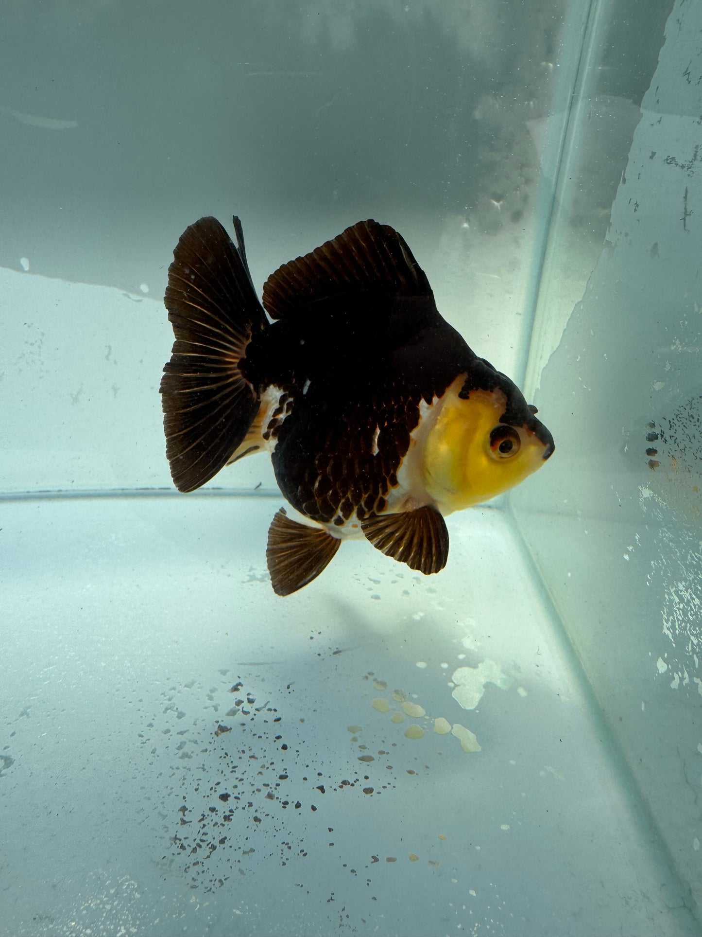 Panda/Tricolour Oranda. WVF324,direct from Nana goldfish farm