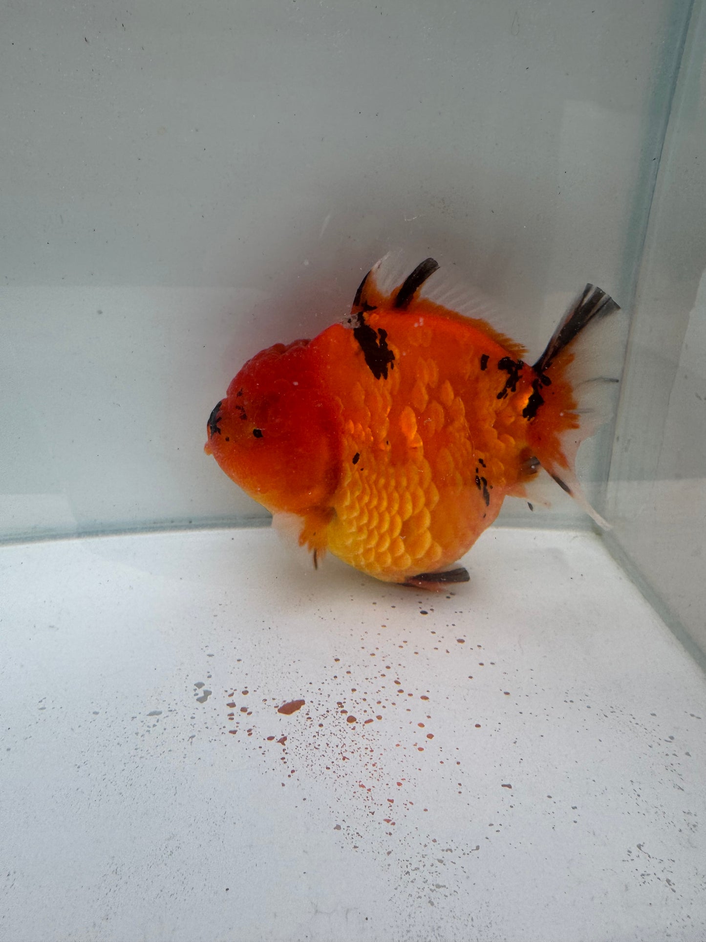 Red Tiger Oranda. WVF248 direct from Meng Lee