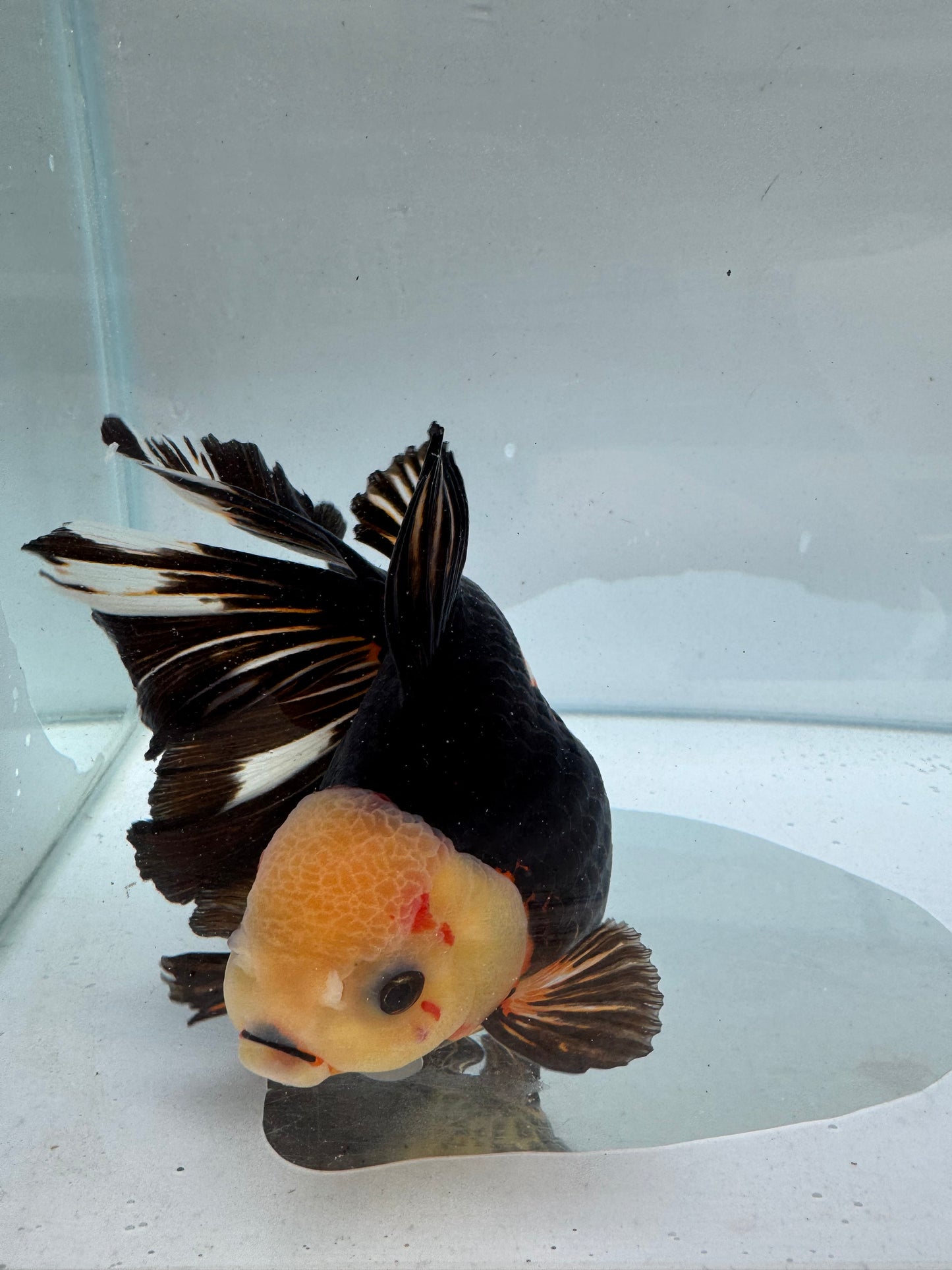 Tricolour Oranda. WVF301