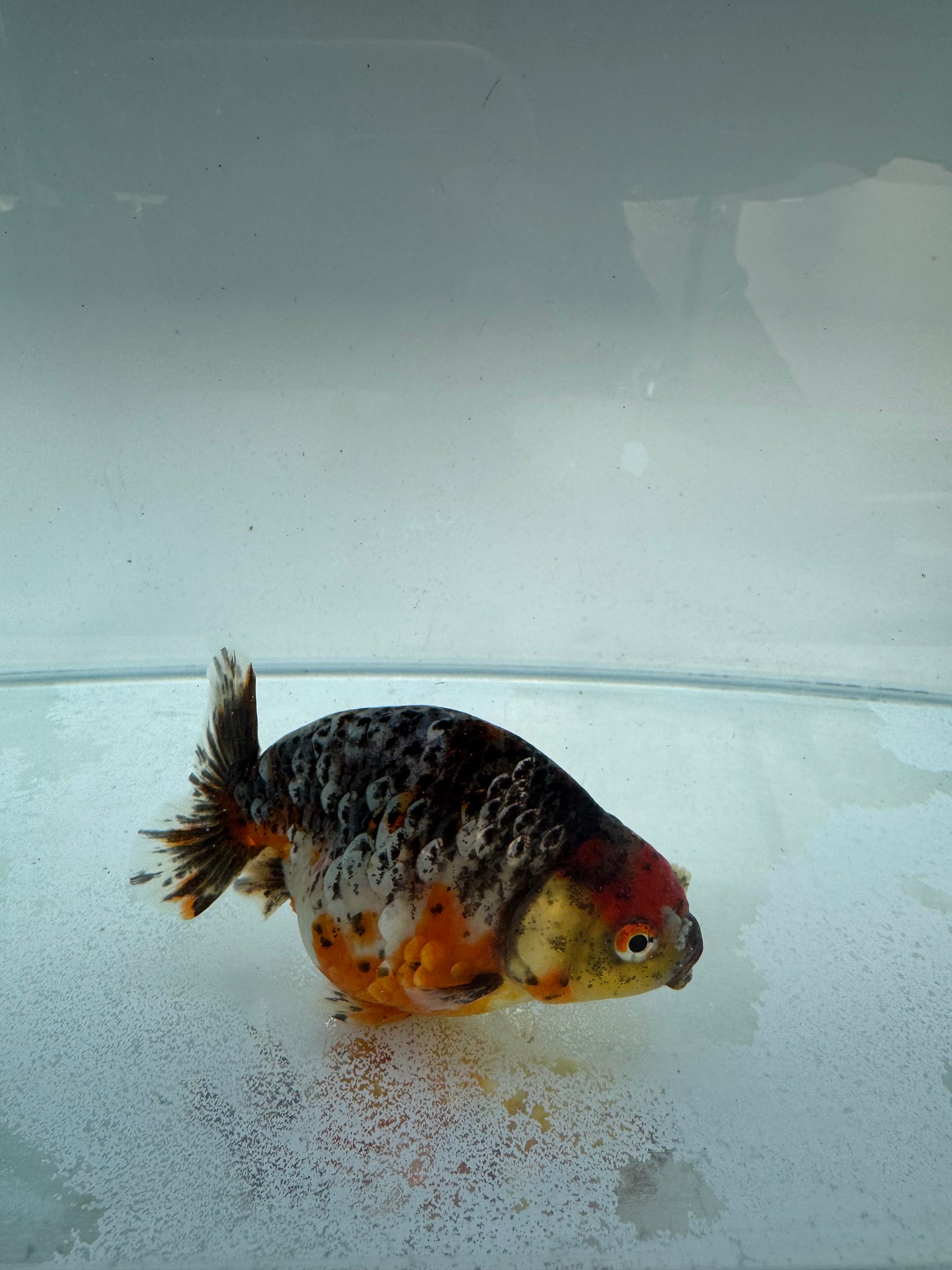 Kirin Ranchu. WVF309