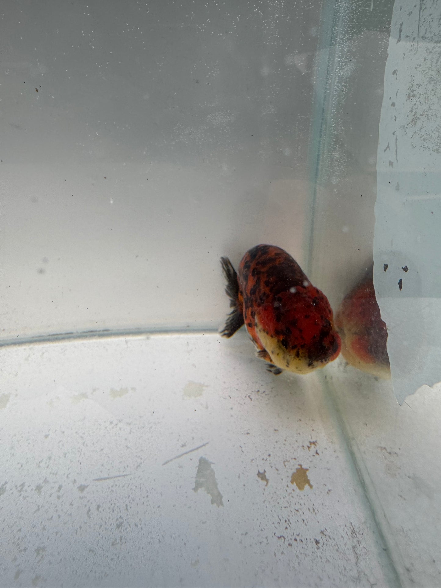 Calico Ranchu. WVF317