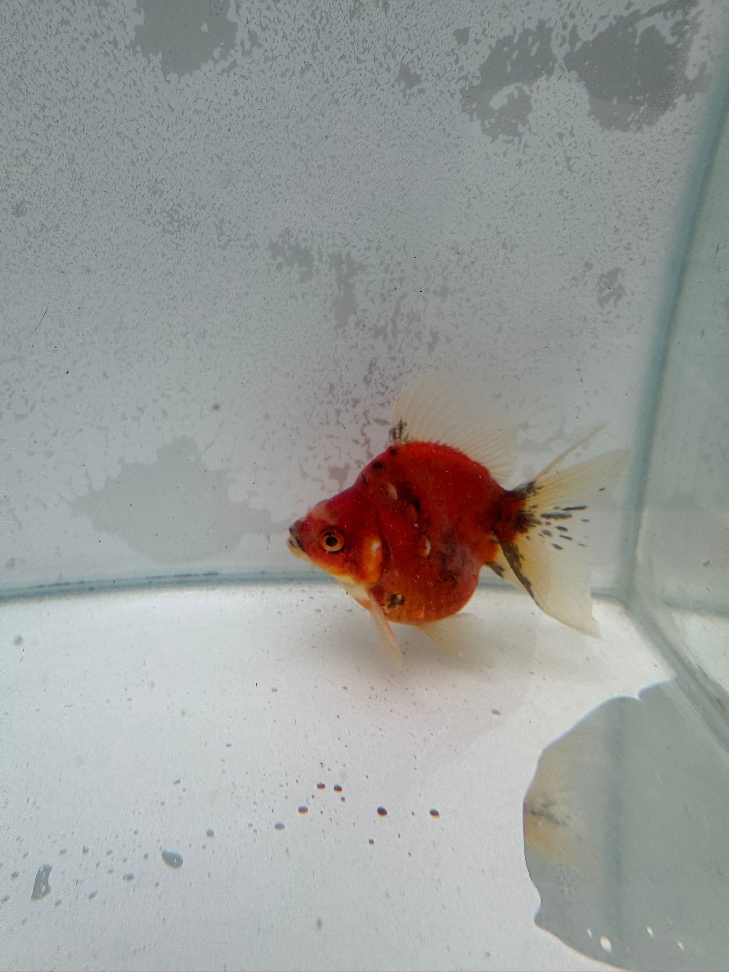 Broadtail calico Ryukin. WVF380