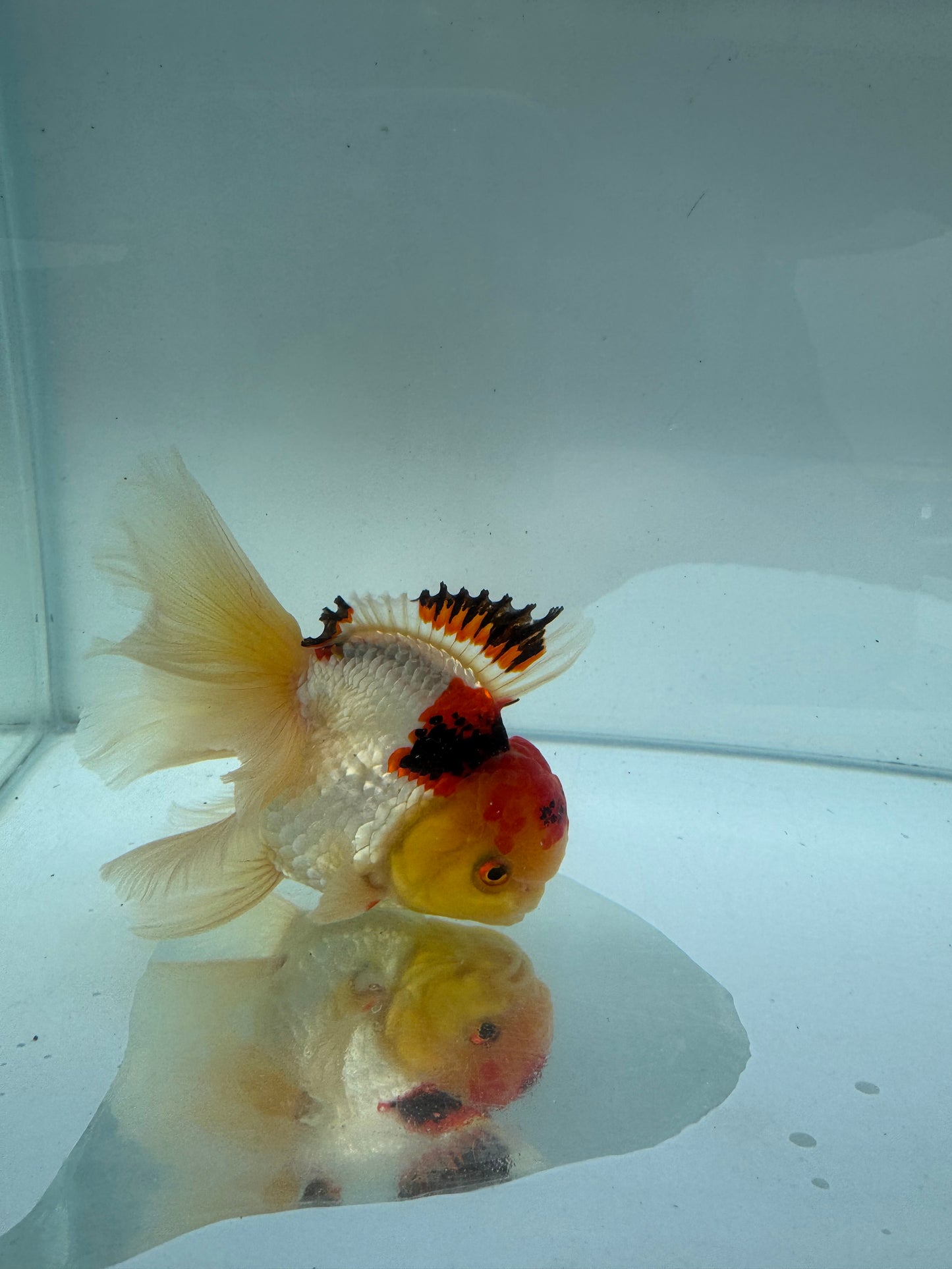 Tricolour Oranda. WVF296