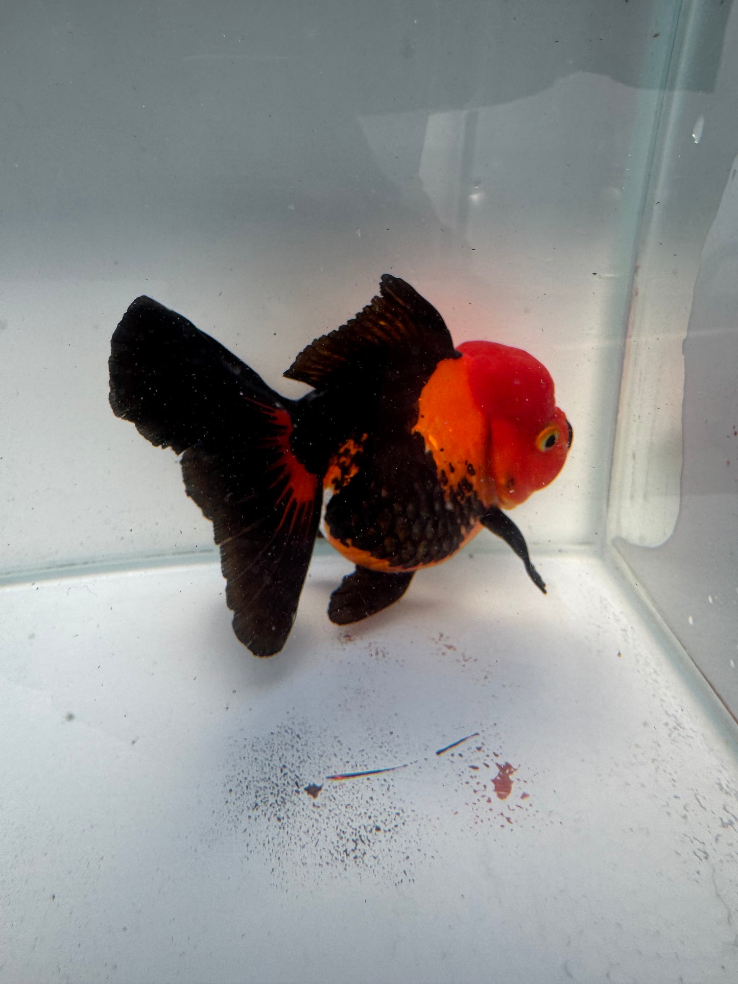 Apache Oranda. WVF350
