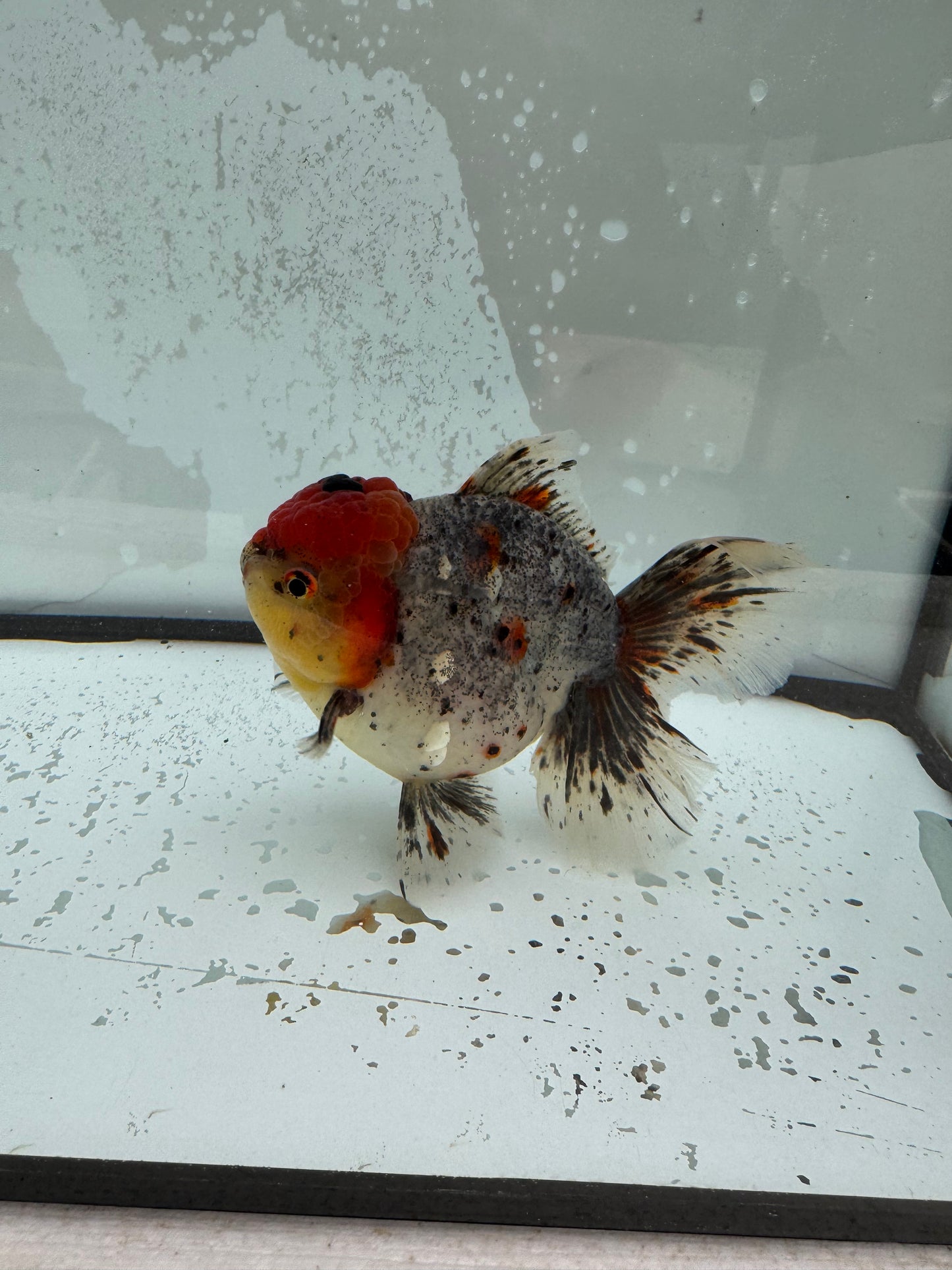 Calico Oranda. WVF1115