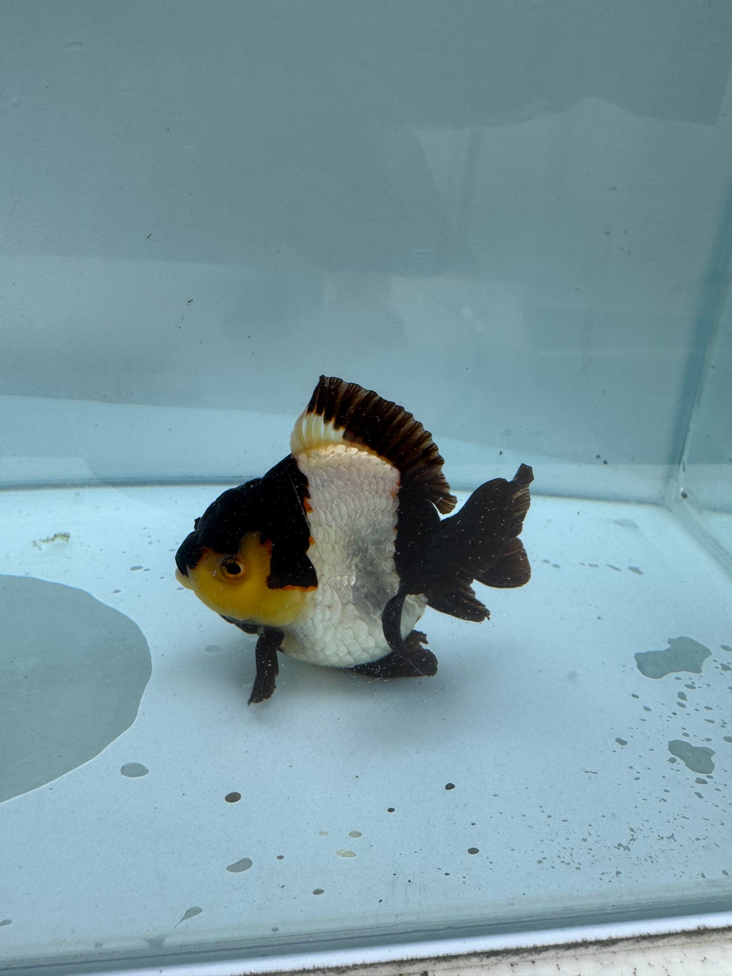 Panda/ tricolour Oranda direct from Nana Goldfish farm. WVF286