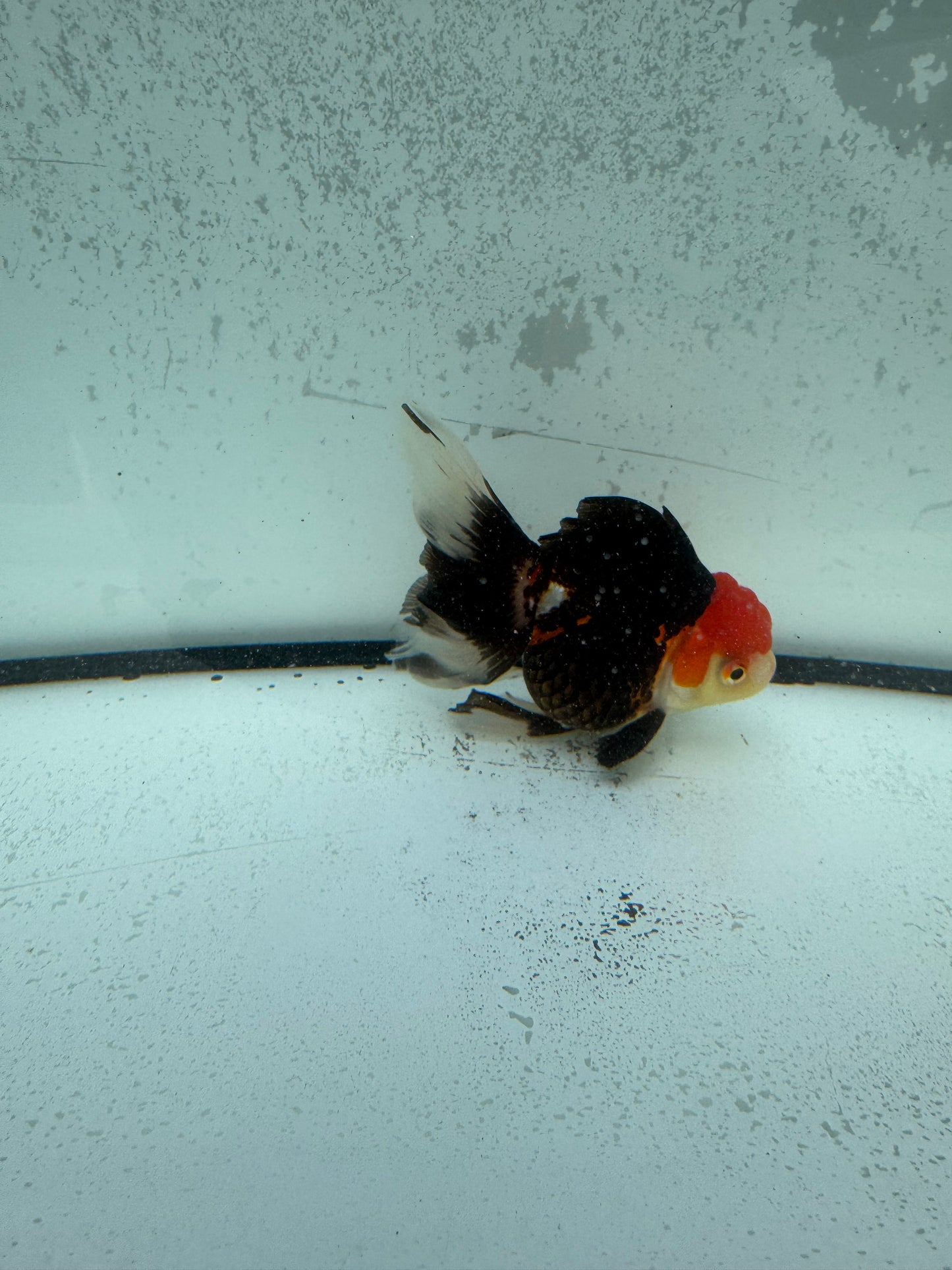 Tricolour Oranda. WVF1146