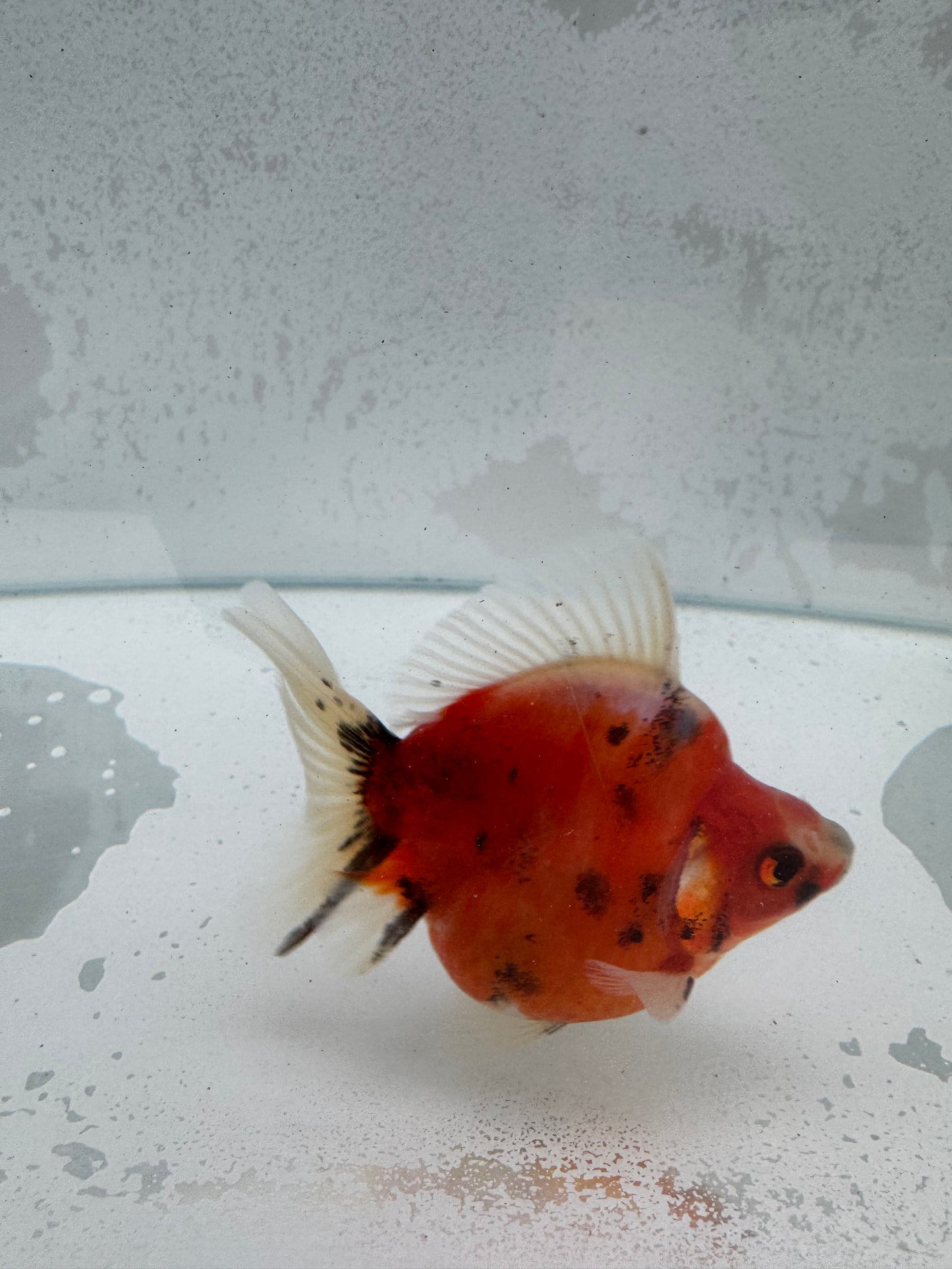 Broadtail Calico Ryukin. WVF375