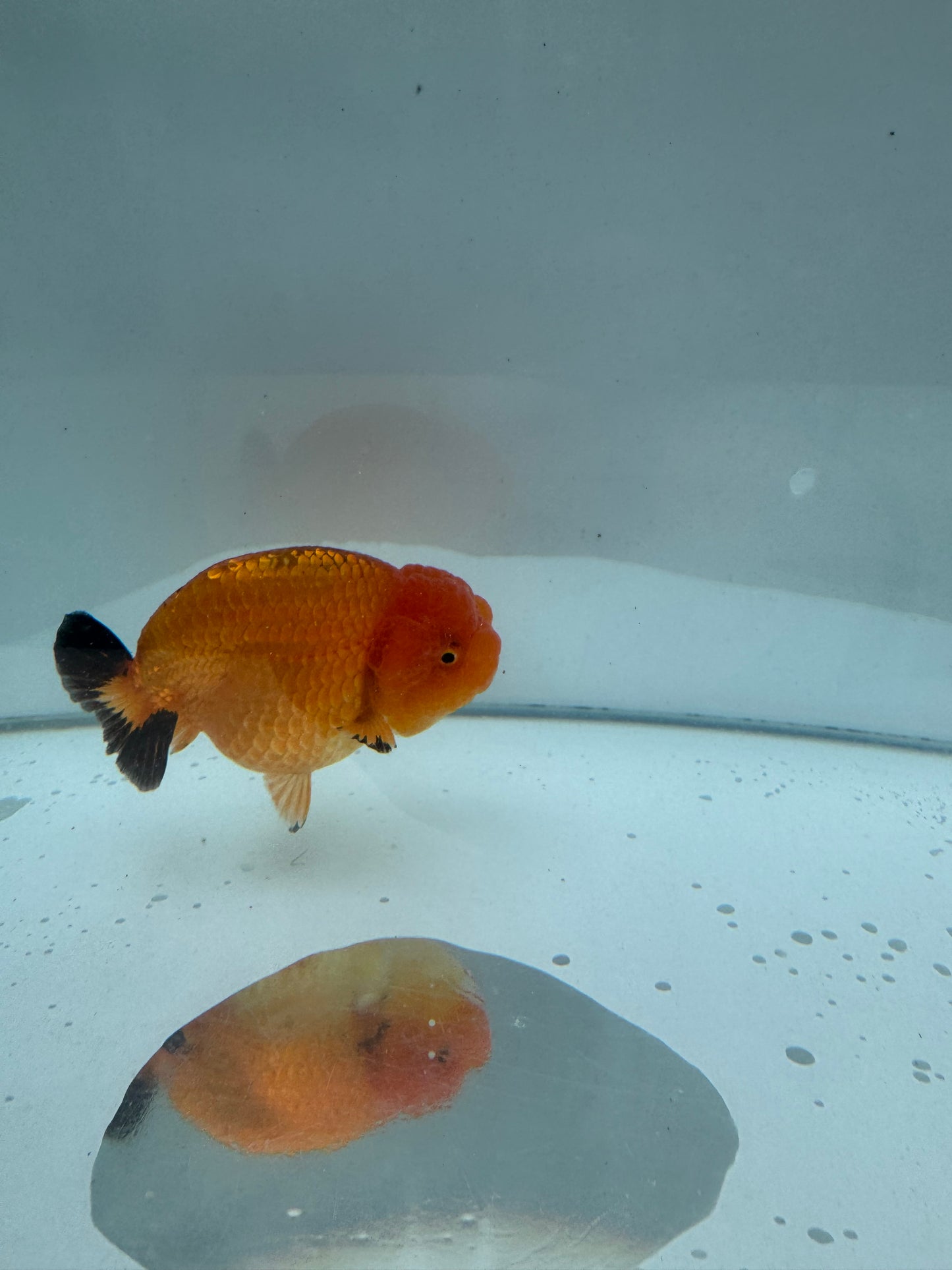 Red Ranchu. WVF085
