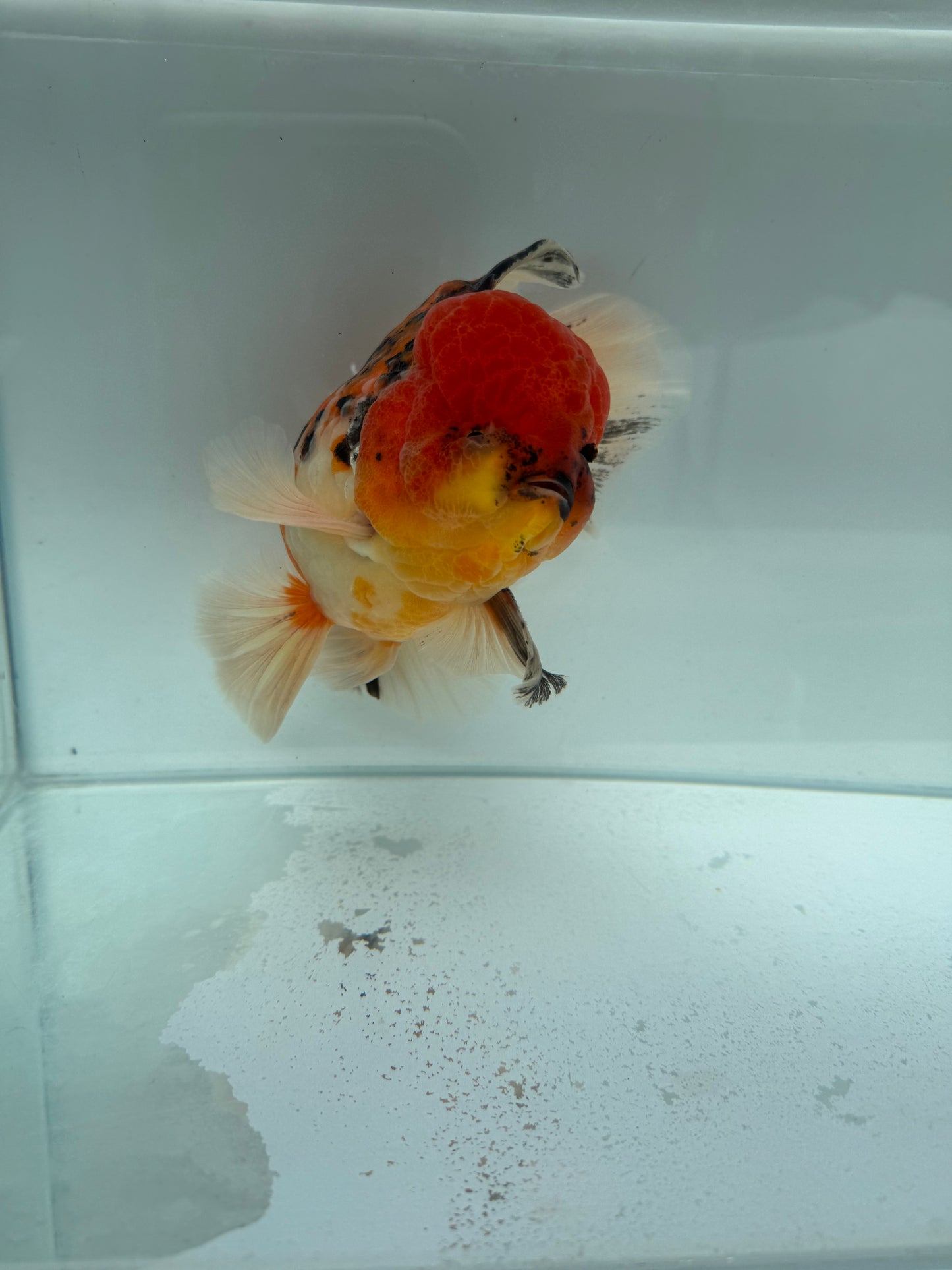 Calico Oranda. WVF340