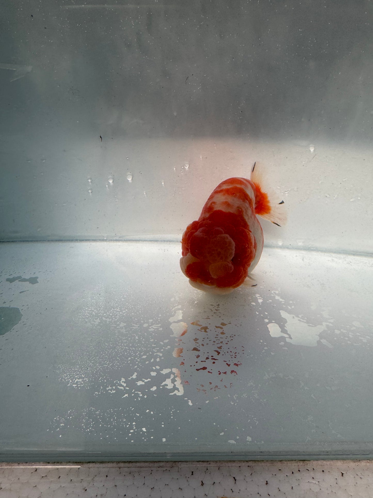 Sakura ranchu direct from Meng Lee. WVF210