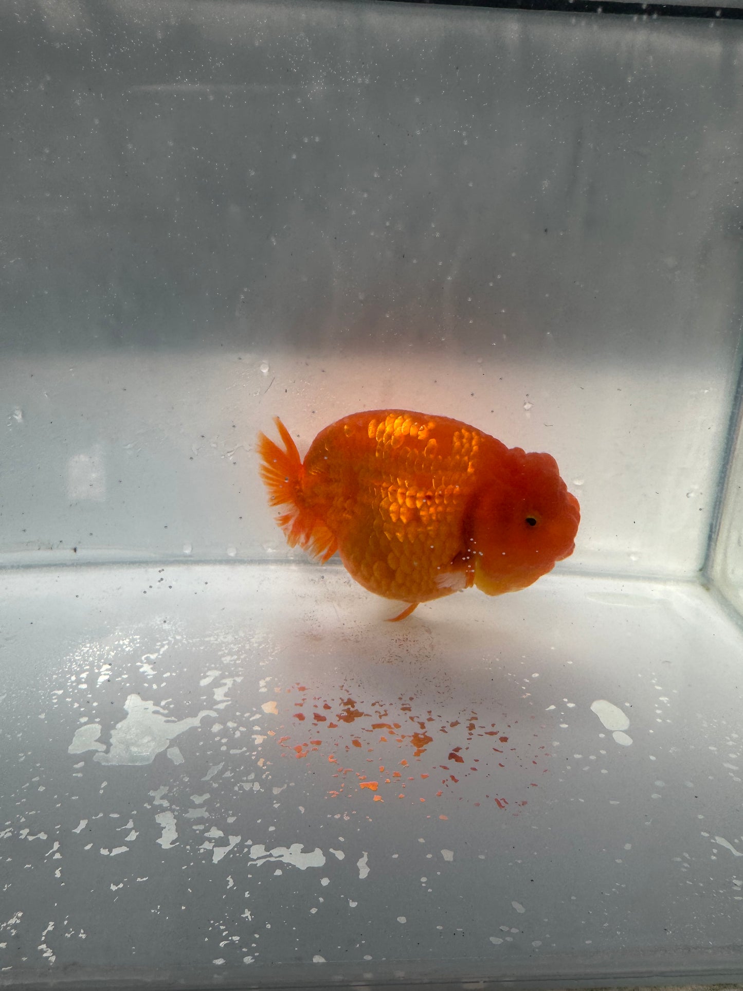 Sakura ranchu direct from Meng Lee. WVF209