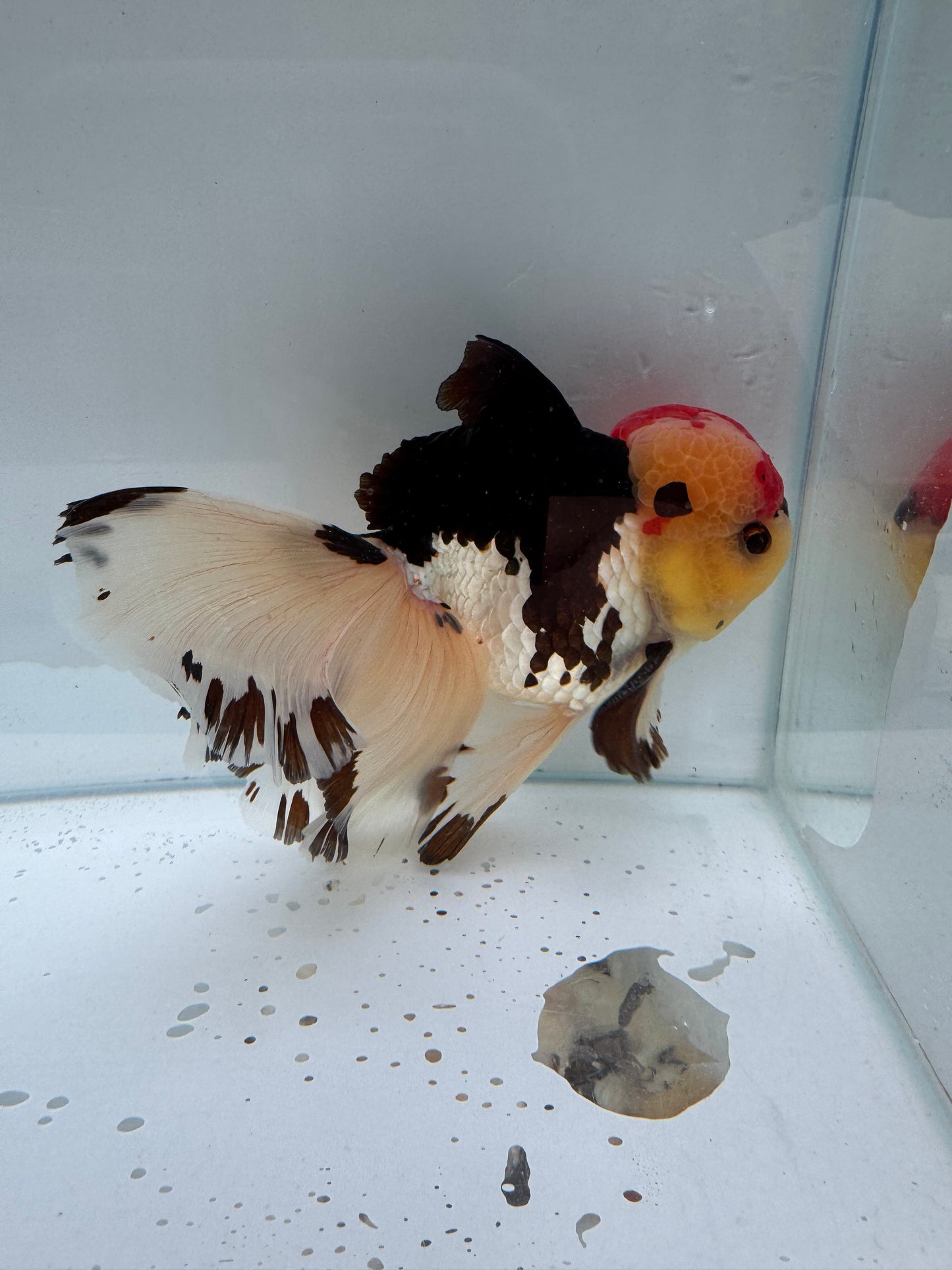 Tricolour Oranda. WVF299