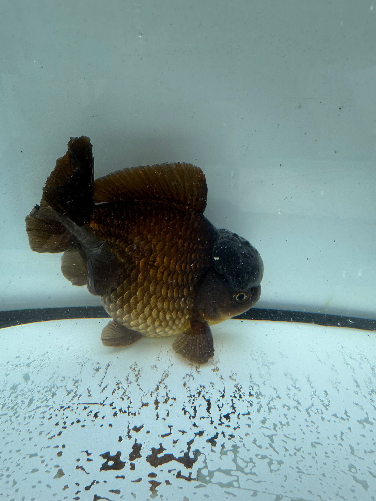 Bronze short tail Oranda. WVF1016