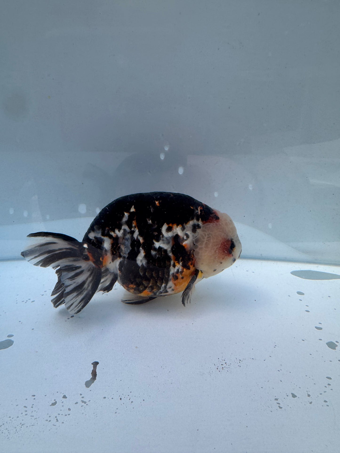 Calico Ranchu. WVF016